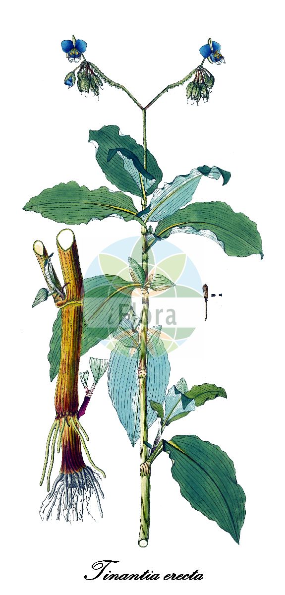 Tinantia erecta - Commelinaceae,Plantae,Pteridobiotina,Angiosperms,Commelinales,Commelinineae,Commelinaceae,Commelinoideae,Tradescantieae,Tradescantiinae,Tinantia,Tinantia erecta,Commelina rosea, Ephemerum racemosum, Pogomesia erecta, Pogomesia undata, Tinantia erecta f. puberula, Tinantia fugax, Tinantia fugax var. erecta, Tinantia latifolia, Tinantia modesta, Tinantia undata, Tradescantia bifida, Tradescantia commelina, Tradescantia erecta, Tradescantia latifolia, Tradescantia malabarica, Tradescantia recta, Tradescantia undata, Tradescantia undata, Tradescantia undulata,cana de Cristo;chuspa;coyuntura de cadejo;hierba del pollo;cana del pollo;cana-cana;caña de Cristo;caña del pollo;caña-caña;тинантия