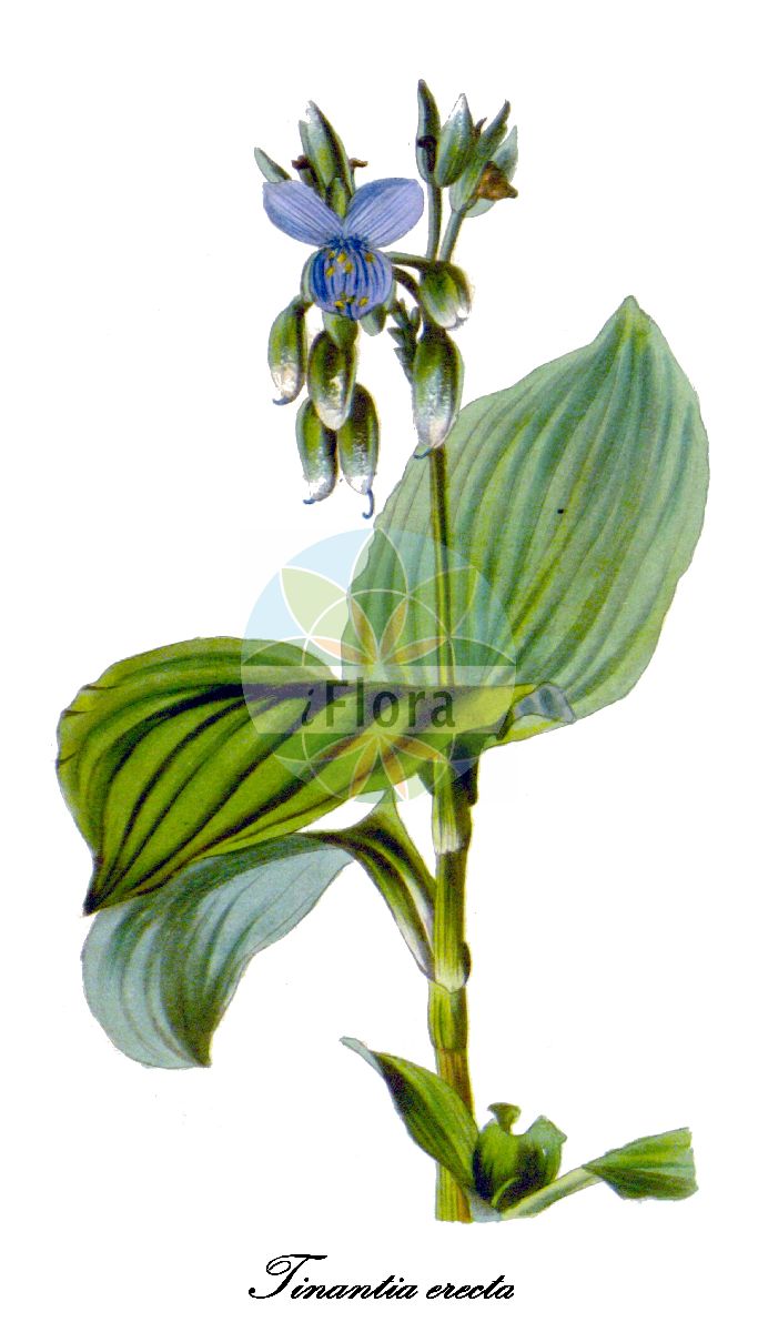 Tinantia erecta - Commelinaceae,Plantae,Pteridobiotina,Angiosperms,Commelinales,Commelinineae,Commelinaceae,Commelinoideae,Tradescantieae,Tradescantiinae,Tinantia,Tinantia erecta,Commelina rosea, Ephemerum racemosum, Pogomesia erecta, Pogomesia undata, Tinantia erecta f. puberula, Tinantia fugax, Tinantia fugax var. erecta, Tinantia latifolia, Tinantia modesta, Tinantia undata, Tradescantia bifida, Tradescantia commelina, Tradescantia erecta, Tradescantia latifolia, Tradescantia malabarica, Tradescantia recta, Tradescantia undata, Tradescantia undata, Tradescantia undulata,cana de Cristo;chuspa;coyuntura de cadejo;hierba del pollo;cana del pollo;cana-cana;caña de Cristo;caña del pollo;caña-caña;тинантия