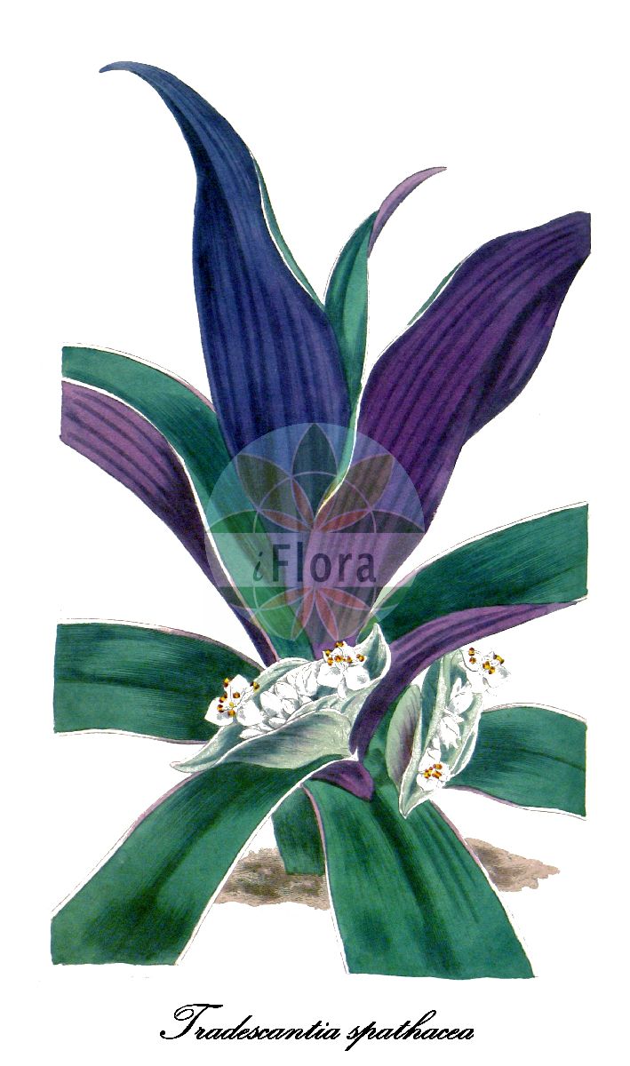 Tradescantia spathacea - Commelinaceae,Plantae,Pteridobiotina,Angiosperms,Commelinales,Commelinineae,Commelinaceae,Commelinoideae,Tradescantieae,Tradescantiinae,Tradescantia,Tradescantia subgen. Campelia,Tradescantia spathacea,Ephemerum bicolor, Ephemerum discolor, Rhoeo discolor, Rhoeo spathacea, Rhoeo spathacea f. concolor, Rhoeo spathacea f. spathacea, Rhoeo spathacea f. variegata, Tradescantia discolor, Tradescantia discolor var. concolor, Tradescantia discolor var. discolor, Tradescantia discolor var. variegata, Tradescantia versicolor,oyster-plant;boat-lily;moses-in-the-cradle