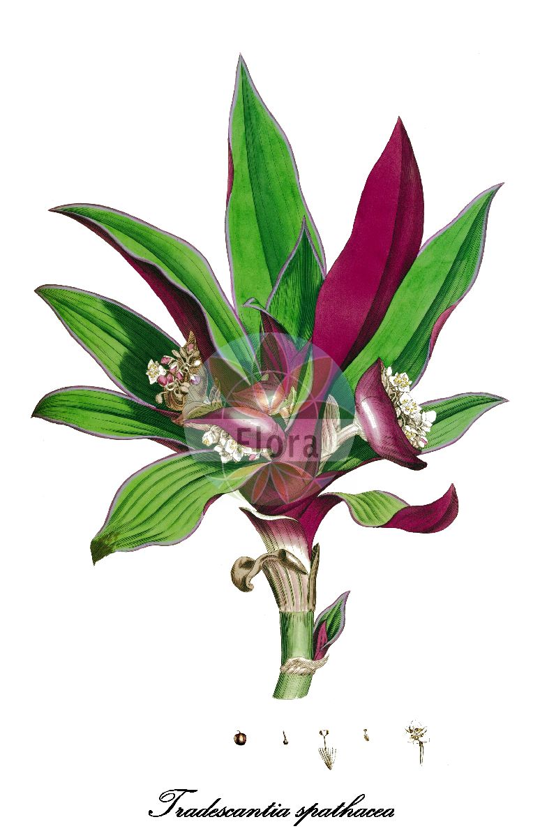 Tradescantia spathacea - Commelinaceae,Plantae,Pteridobiotina,Angiosperms,Commelinales,Commelinineae,Commelinaceae,Commelinoideae,Tradescantieae,Tradescantiinae,Tradescantia,Tradescantia subgen. Campelia,Tradescantia spathacea,Ephemerum bicolor, Ephemerum discolor, Rhoeo discolor, Rhoeo spathacea, Rhoeo spathacea f. concolor, Rhoeo spathacea f. spathacea, Rhoeo spathacea f. variegata, Tradescantia discolor, Tradescantia discolor var. concolor, Tradescantia discolor var. discolor, Tradescantia discolor var. variegata, Tradescantia versicolor,oyster-plant;boat-lily;moses-in-the-cradle