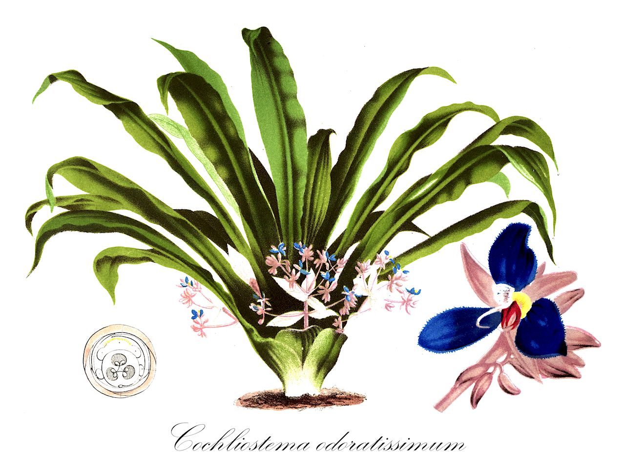 Cochliostema odoratissimum - Commelinaceae,Plantae,Pteridobiotina,Angiosperms,Commelinales,Commelinineae,Commelinaceae,Commelinoideae,Tradescantieae,Cochliostematinae,Cochliostema,Cochliostema odoratissimum,Cochliostema jacobianum, Cochliostema jacobianum var. variegatum, Cochliostema odoratum, Cochliostema odoratum