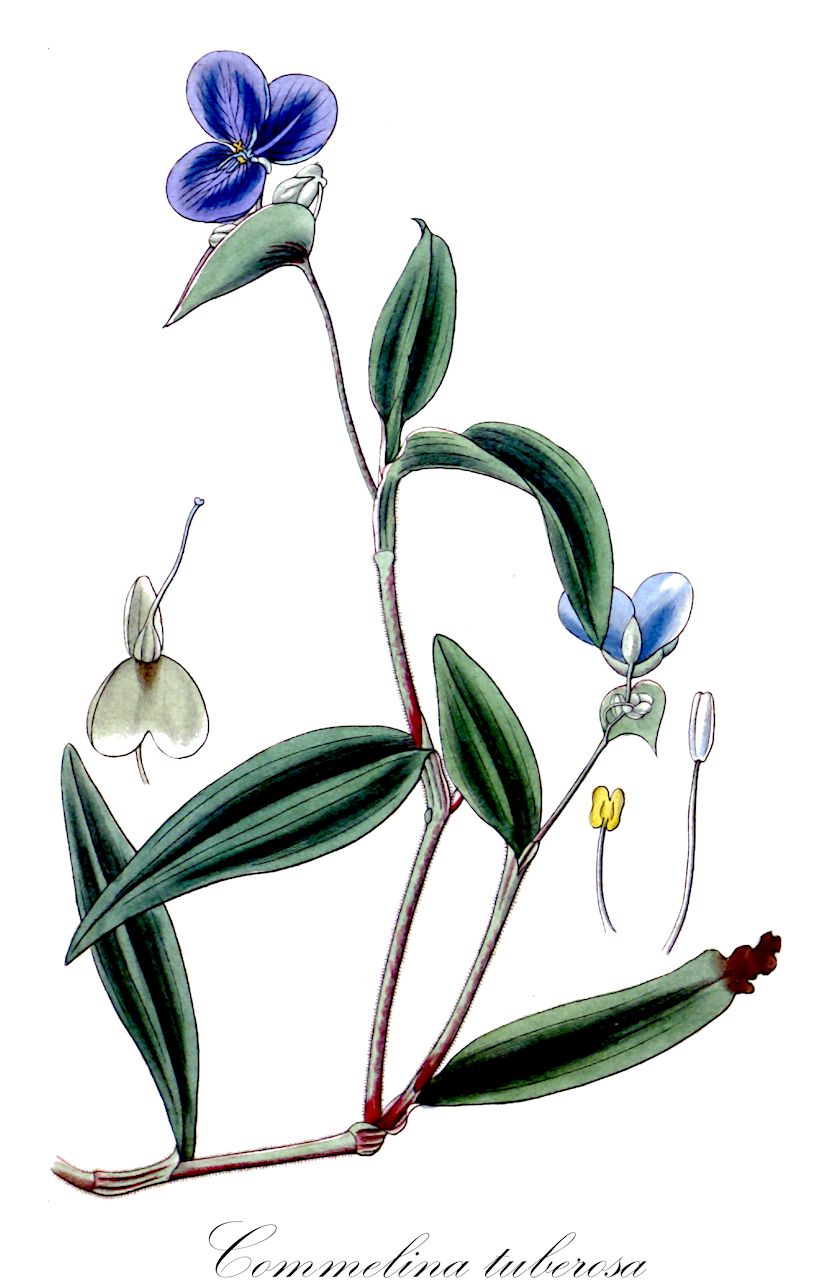 Commelina tuberosa - Commelinaceae,Plantae,Pteridobiotina,Angiosperms,Commelinales,Commelinineae,Commelinaceae,Commelinoideae,Commelineae,Commelininae,Commelina,Commelina tuberosa,Allosperma tuberosa, Commelina acuminata, Commelina alpestris, Commelina cayennensis var. pubescens, Commelina clandestina, Commelina coelestis, Commelina coelestis f. albipetala, Commelina fasciculata, Commelina fasciculata subsp. chacoensis, Commelina fasciculata subsp. fasciculata, Commelina glabra, Commelina gracilis, Commelina graminifolia, Commelina graminifolia var. clandestina, Commelina intermedia, Commelina japonica, Commelina nervosa, Commelina nilagirica, Commelina parviflora, Commelina tuberosa var. inflata, Commelina tuberosa var. nana, Erxlebia fusiformis, Ovidia gracilis,Himmelblaue Commeline