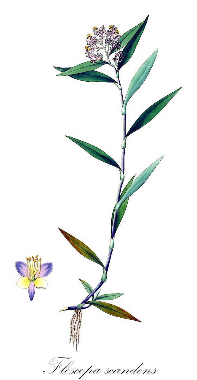Floscopa scandens - Commelinaceae,Plantae,Pteridobiotina,Angiosperms,Commelinales,Commelinineae,Commelinaceae,Commelinoideae,Commelineae,Murdanniinae,Floscopa,Floscopa scandens,Aneilema asperum, Aneilema cymosum, Aneilema densiflorum, Aneilema hispidum, Commelina cymosa, Commelina densiflora, Commelina hamiltonii, Commelina hispida, Dithyrocarpus meyenianus, Dithyrocarpus paniculatus, Dithyrocarpus petiolatus, Dithyrocarpus rothii, Dithyrocarpus rufus, Dithyrocarpus undulatus, Floscopa hamiltonii, Floscopa meyeniana, Floscopa paniculata, Floscopa petiolata, Floscopa rufa, Floscopa scandens var. vaginivillosa, Floscopa undulata, Lamprodithyros paniculatus, Tradescantia geniculata, Tradescantia paniculata, Tradescantia rufa