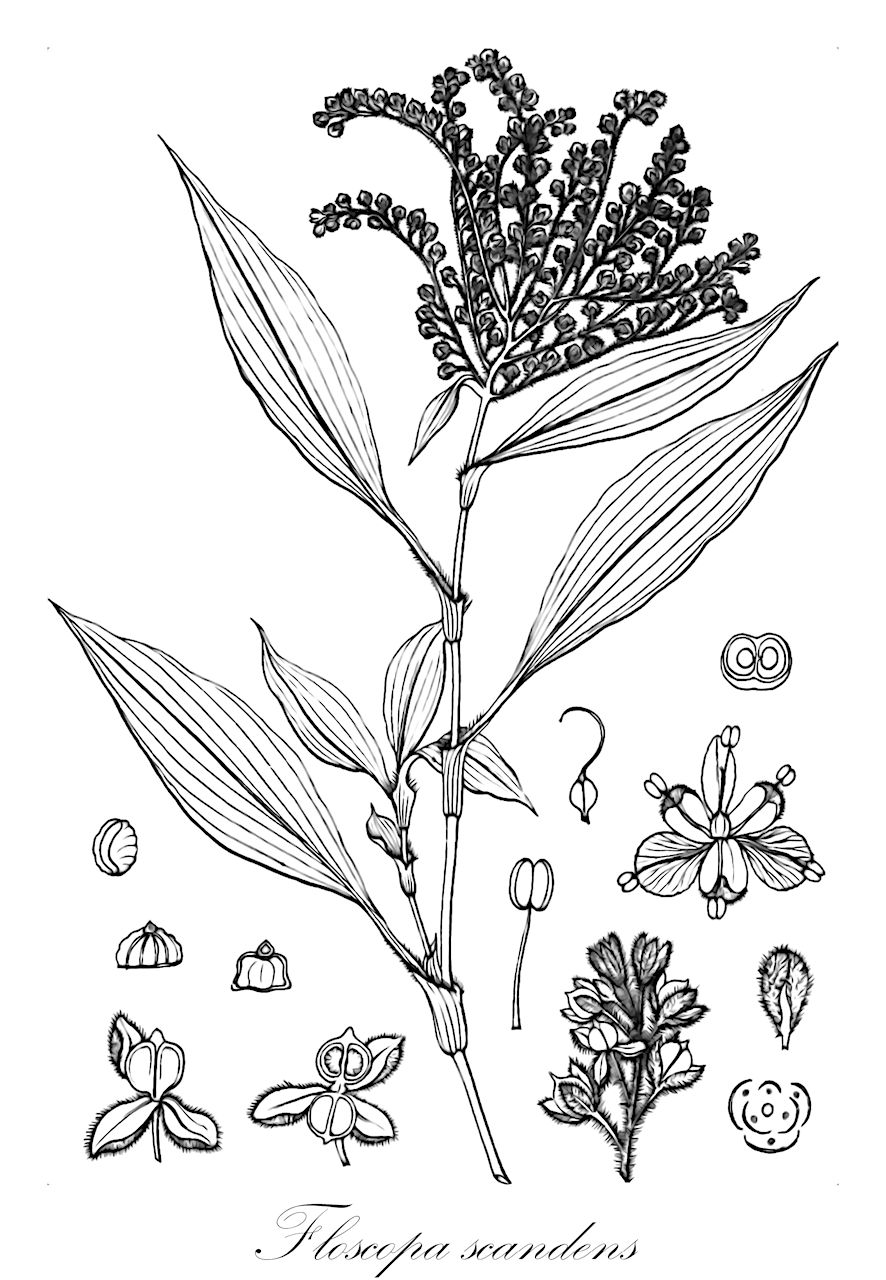 Floscopa scandens - Commelinaceae,Plantae,Pteridobiotina,Angiosperms,Commelinales,Commelinineae,Commelinaceae,Commelinoideae,Commelineae,Murdanniinae,Floscopa,Floscopa scandens,Aneilema asperum, Aneilema cymosum, Aneilema densiflorum, Aneilema hispidum, Commelina cymosa, Commelina densiflora, Commelina hamiltonii, Commelina hispida, Dithyrocarpus meyenianus, Dithyrocarpus paniculatus, Dithyrocarpus petiolatus, Dithyrocarpus rothii, Dithyrocarpus rufus, Dithyrocarpus undulatus, Floscopa hamiltonii, Floscopa meyeniana, Floscopa paniculata, Floscopa petiolata, Floscopa rufa, Floscopa scandens var. vaginivillosa, Floscopa undulata, Lamprodithyros paniculatus, Tradescantia geniculata, Tradescantia paniculata, Tradescantia rufa