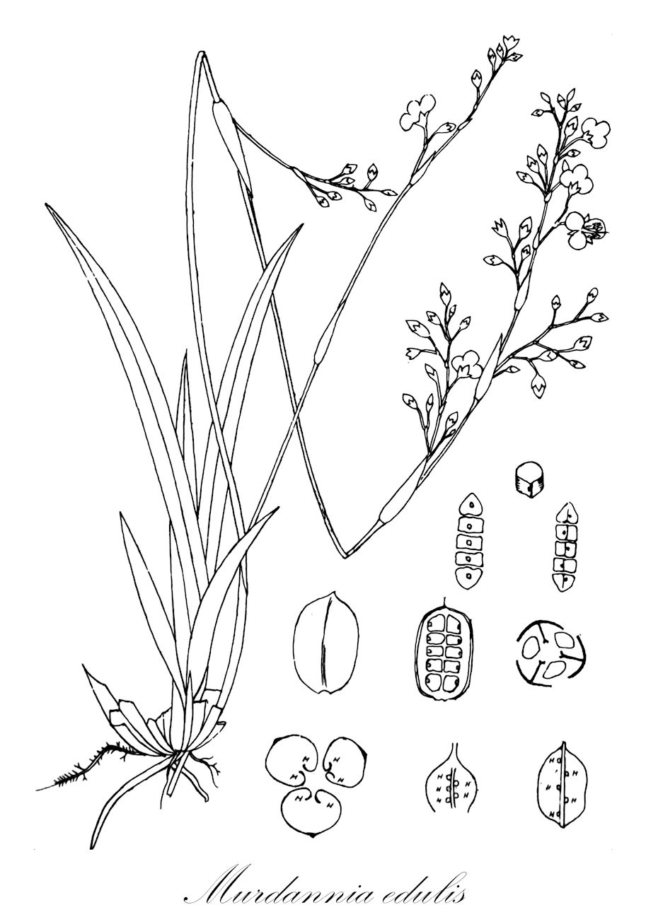 Murdannia edulis - Commelinaceae,Plantae,Pteridobiotina,Angiosperms,Commelinales,Commelinineae,Commelinaceae,Commelinoideae,Commelineae,Murdanniinae,Murdannia,Murdannia edulis,Aneilema formosanum, Aneilema loureiroi, Aneilema loureiroi var. horsfieldii, Aneilema multiscaposum, Aneilema platyphyllum, Aneilema scapiflorum, Aneilema scapiflorum, Aneilema scapiflorum var. latifolium, Aneilema scapifolium var. latifolium, Aneilema serotinum, Aneilema tuberosum, Commelina edulis, Commelina scapiflora, Commelina spicata, Commelina tuberosa, Murdannia formosana, Murdannia loureiroi, Murdannia multiscaposa, Murdannia scapiflora, Murdannia tuberosa, Phaeneilema multiscaposum, Phaeneilema scapiflorum