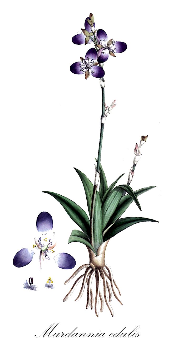 Murdannia edulis - Commelinaceae,Plantae,Pteridobiotina,Angiosperms,Commelinales,Commelinineae,Commelinaceae,Commelinoideae,Commelineae,Murdanniinae,Murdannia,Murdannia edulis,Aneilema formosanum, Aneilema loureiroi, Aneilema loureiroi var. horsfieldii, Aneilema multiscaposum, Aneilema platyphyllum, Aneilema scapiflorum, Aneilema scapiflorum, Aneilema scapiflorum var. latifolium, Aneilema scapifolium var. latifolium, Aneilema serotinum, Aneilema tuberosum, Commelina edulis, Commelina scapiflora, Commelina spicata, Commelina tuberosa, Murdannia formosana, Murdannia loureiroi, Murdannia multiscaposa, Murdannia scapiflora, Murdannia tuberosa, Phaeneilema multiscaposum, Phaeneilema scapiflorum