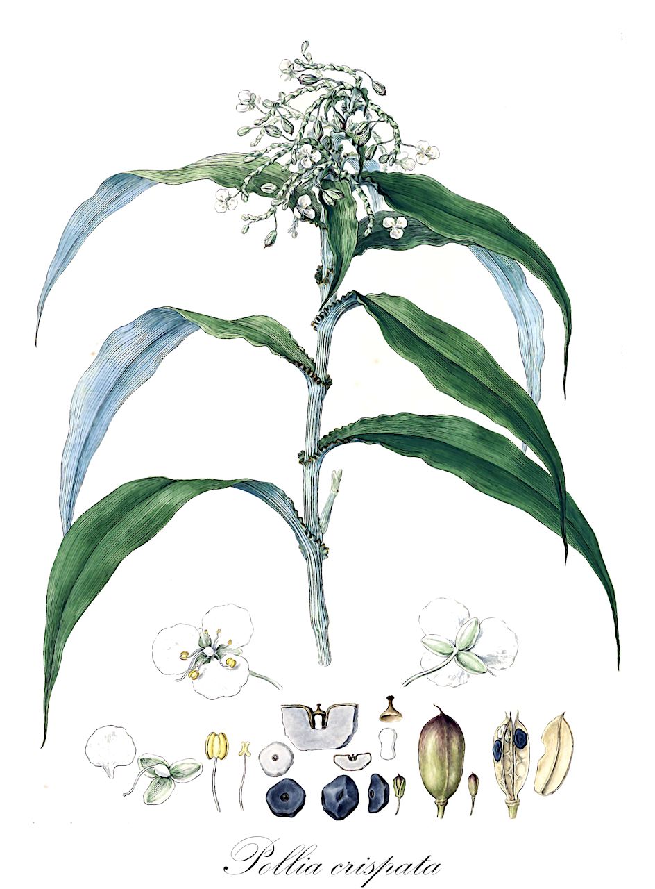 Pollia crispata - Commelinaceae,Plantae,Pteridobiotina,Angiosperms,Commelinales,Commelinineae,Commelinaceae,Commelinoideae,Commelineae,Commelininae,Pollia,Pollia crispata,Aclisia crispata, Aneilema crispatum, Commelina crispata, Pollia macrophylla var. crispata