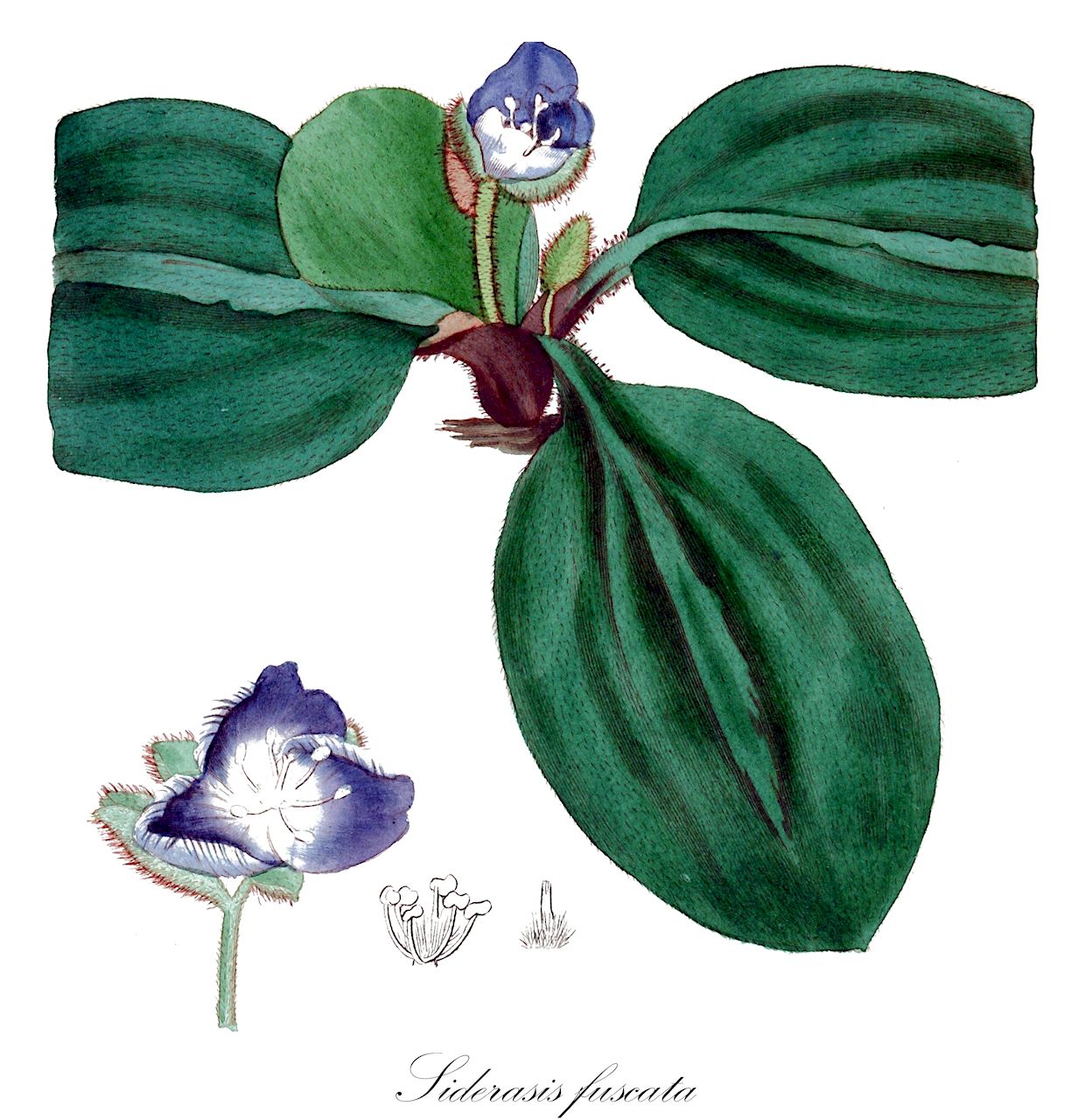 Siderasis fuscata - Commelinaceae,Plantae,Pteridobiotina,Angiosperms,Commelinales,Commelinineae,Commelinaceae,Commelinoideae,Tradescantieae,Dichorisandrinae,Siderasis,Siderasis fuscata,Pyrrheima fuscatum, Pyrrheima loddigesii, Pyrrheima loddigesii var. minus, Pyrrheima minus, Siderasis acaules, Tradescantia fuscata, Tradescantia hirsutissima