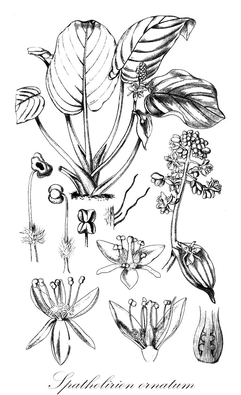 Spatholirion ornatum - Commelinaceae,Plantae,Pteridobiotina,Angiosperms,Commelinales,Commelinineae,Commelinaceae,Commelinoideae,Tradescantieae,Streptoliriinae,Spatholirion,Spatholirion ornatum