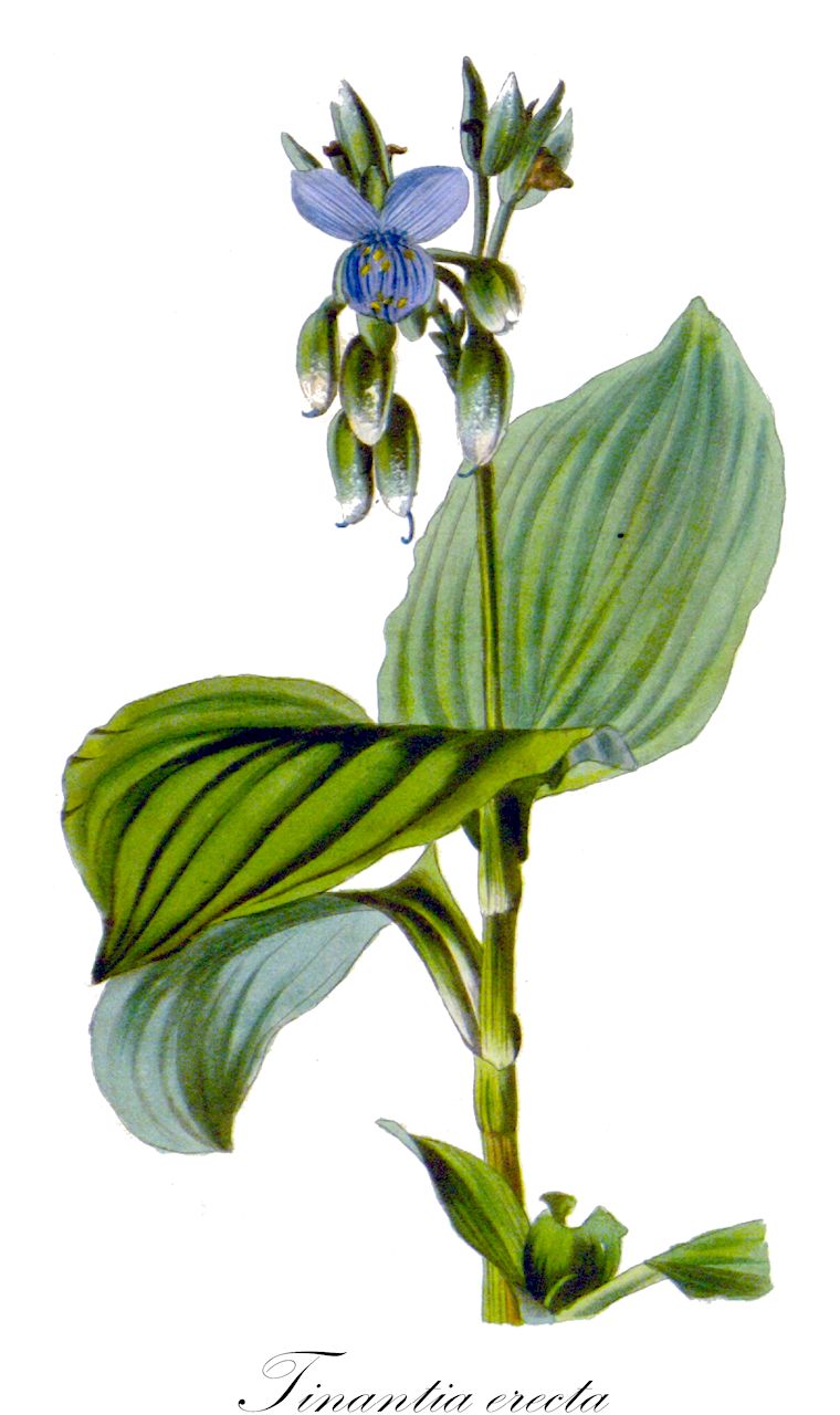 Tinantia erecta - Commelinaceae,Plantae,Pteridobiotina,Angiosperms,Commelinales,Commelinineae,Commelinaceae,Commelinoideae,Tradescantieae,Tradescantiinae,Tinantia,Tinantia erecta,Commelina rosea, Ephemerum racemosum, Pogomesia erecta, Pogomesia undata, Tinantia erecta f. puberula, Tinantia fugax, Tinantia fugax var. erecta, Tinantia latifolia, Tinantia modesta, Tinantia undata, Tradescantia bifida, Tradescantia commelina, Tradescantia erecta, Tradescantia latifolia, Tradescantia malabarica, Tradescantia recta, Tradescantia undata, Tradescantia undata, Tradescantia undulata,cana de Cristo;chuspa;coyuntura de cadejo;hierba del pollo;cana del pollo;cana-cana;caña de Cristo;caña del pollo;caña-caña;тинантия
