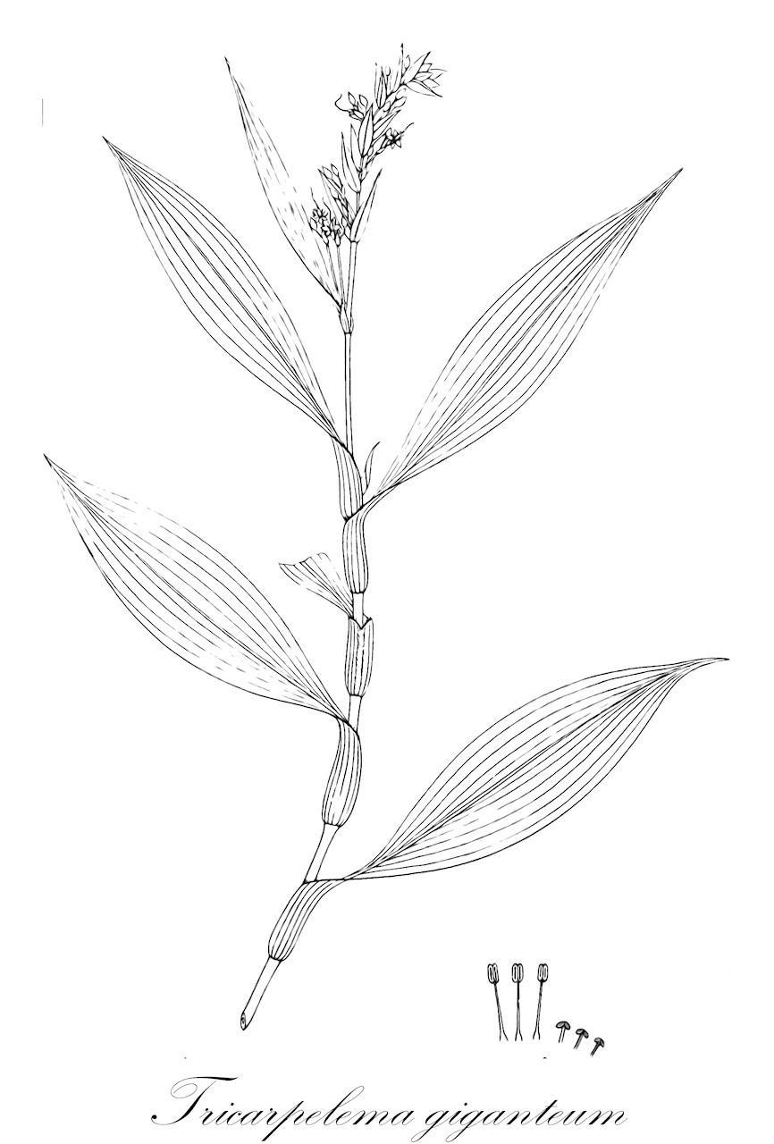 Tricarpelema giganteum - Commelinaceae,Plantae,Pteridobiotina,Angiosperms,Commelinales,Commelinineae,Commelinaceae,Commelinoideae,Commelineae,Murdanniinae,Tricarpelema,Tricarpelema giganteum,Aclisia thomsonii, Aneilema thomsonii, Dichoespermum giganteum, Dictyospermum giganteum, Tricarpelema thomsonii