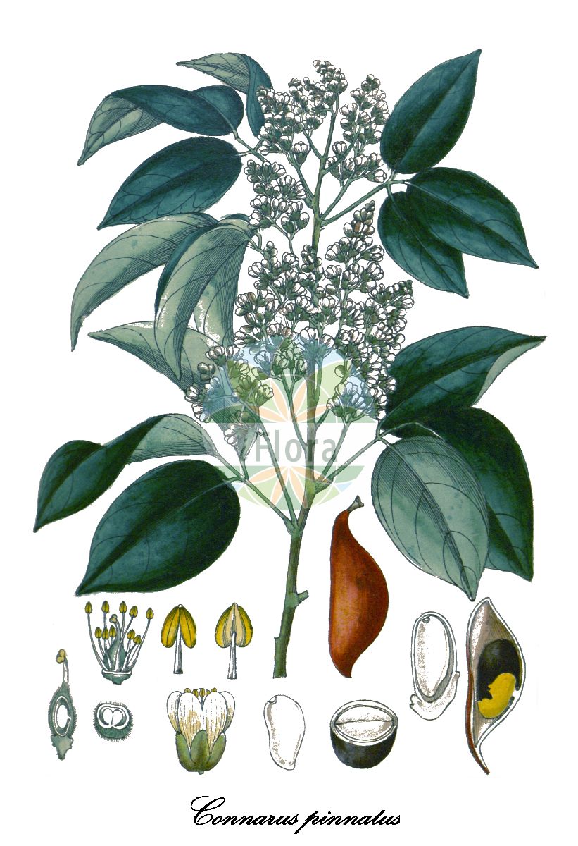 Connarus semidecandrus - Connaraceae,Plantae,Pteridobiotina,Angiosperms,Oxalidales,Connaraceae,Connarus,Connarus semidecandrus,Connarus amplifolius, Connarus asiaticus, Connarus baisahanensis, Connarus balsahanensis, Connarus borneensis, Connarus ellipticus, Connarus floribundus, Connarus furfuraceus, Connarus gaudichaudii, Connarus gibbosus, Connarus gracilis, Connarus griffithii, Connarus jackianus, Connarus mekongensis, Connarus moluccanus, Connarus mutabilis, Connarus neurocalyx, Connarus nigropunctus, Connarus obtusifolius, Connarus pinnatus, Connarus pyrrhocarpus, Connarus quocensis, Connarus semidecandrus var. gaudichaudii, Connarus wallichii, Omphalobium gaudichaudii, Omphalobium indicum, Omphalobium pinnatum