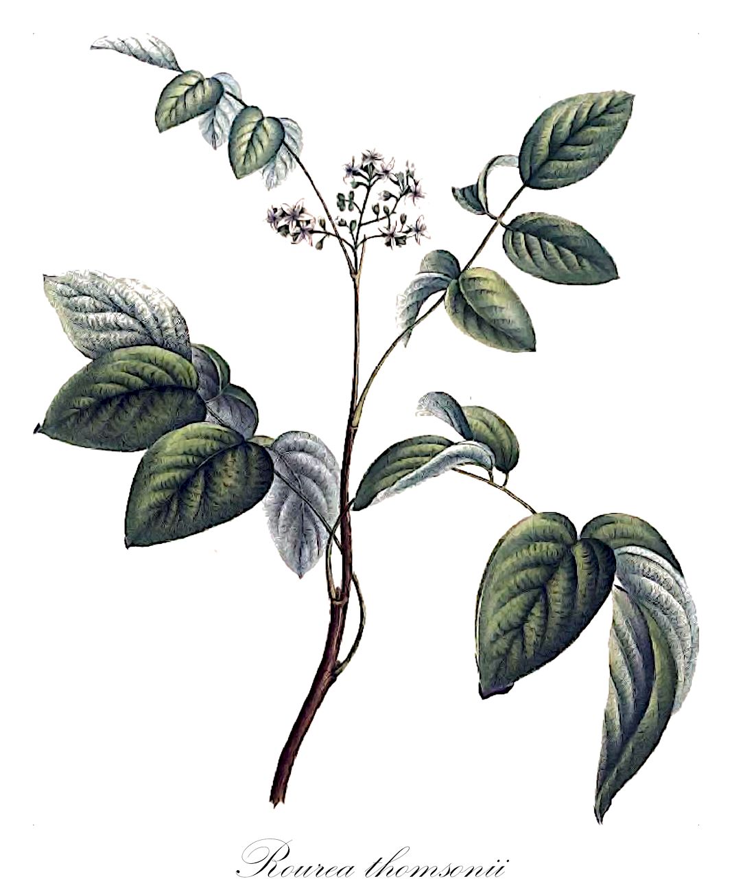 Rourea thomsonii - Connaraceae,Plantae,Pteridobiotina,Angiosperms,Oxalidales,Connaraceae,Rourea,Rourea thomsonii,Byrsocarpus albidoflavescens, Byrsocarpus baumannii, Byrsocarpus monticola, Byrsocarpus niveus, Byrsocarpus pseudobaccatus, Byrsocarpus pubescens, Cnestis pinnata, Connarus libericus, Connarus pubescens, Connarus thomsonii, Jaundea baumannii, Jaundea congolana, Jaundea leskrauwaetii, Jaundea monticola, Jaundea oddonii, Jaundea pinnata, Jaundea pseudobaccata, Jaundea pubescens, Jaundea pubescens var. oddonii, Jaundea zenkeri, Manotes palisotii, Paxia dewevrei, Rourea albidoflavescens, Rourea baumannii, Rourea buchholzii, Rourea claessensii, Rourea hypovellerea, Rourea ivorensis, Rourea lescrauwaetii, Rourea lescrauwaetii var. seretii, Rourea lescrauwaetii var. tenuifoliolata, Rourea monticola, Rourea nivea, Rourea oddonii, Rourea palisotii, Rourea pseudobaccata, Rourea venulosa, Rourea verruculosa, Santalodes buchholzii, Santalodes monticola, Yaundea oddonii, Yaundea pinnata