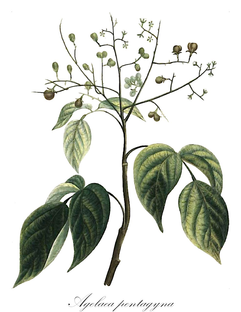 Agelaea pentagyna - Connaraceae,Plantae,Pteridobiotina,Angiosperms,Oxalidales,Connaraceae,Agelaea,Agelaea pentagyna,Agelaea australis, Agelaea coccinea, Agelaea cordata, Agelaea demeusei, Agelaea dewevrei, Agelaea duchesnei, Agelaea elegans, Agelaea emetica, Agelaea emetica, Agelaea floccosa, Agelaea glandulosissima, Agelaea gracilis, Agelaea grisea, Agelaea heterophylla, Agelaea hirsuta, Agelaea hirsuta var. likimensis, Agelaea hirsuta var. malchairii, Agelaea katangensis, Agelaea koneri, Agelaea lamarckii, Agelaea leopoldvilleana, Agelaea lescrauwaetii, Agelaea longecalyculata, Agelaea longifoliata, Agelaea lucida, Agelaea macrocarpa, Agelaea marginata, Agelaea mayottensis, Agelaea mildbraedii, Agelaea neglecta, Agelaea nitida, Agelaea obliqua, Agelaea obliqua, Agelaea obliqua var. cordata, Agelaea obliqua var. usambarensis, Agelaea obovata, Agelaea oligantha, Agelaea ovalis, Agelaea phaeocarpa, Agelaea phaseolifolia, Agelaea pilosa, Agelaea preussii, Agelaea pseudobliqua, Agelaea punctulata, Agelaea puncutulata, Agelaea pynaertii, Agelaea reticulata, Agelaea setulosa, Agelaea sublanata, Agelaea thouarsiana, Agelaea tricuspidata, Agelaea tricuspidata, Agelaea trifolia, Agelaea trifolia, Agelaea ugandensis, Agelaea usambarensis, Agelaea ustulata, Agelaea villosa, Agelaea zenkeri, Cnestis obliqua, Cnestis trifolia, Connarus pentagynus, Connarus punctulatus, Omphalobium nervosum, Omphalobium pentagynum, Omphalobium villosum, Spondioides villosa