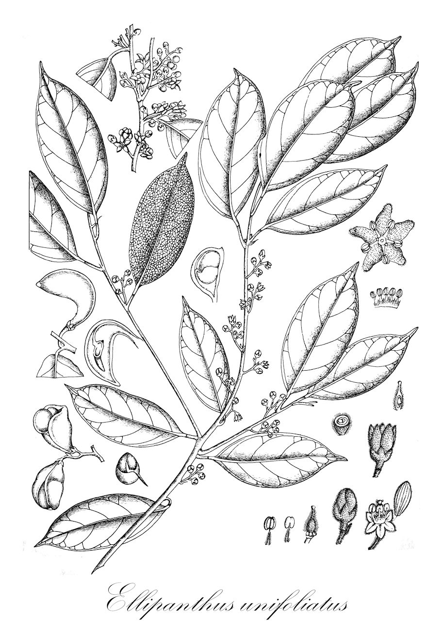 Ellipanthus unifoliatus - Connaraceae,Plantae,Pteridobiotina,Angiosperms,Oxalidales,Connaraceae,Ellipanthus,Ellipanthus unifoliatus,Connarus unifoliatus
