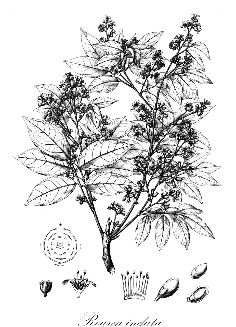 Rourea induta - Connaraceae,Plantae,Pteridobiotina,Angiosperms,Oxalidales,Connaraceae,Rourea,Rourea induta