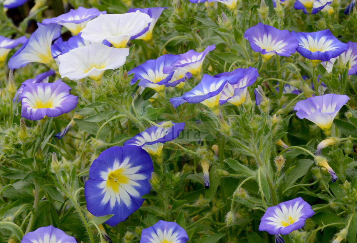 Convolvulus tricolor - Convolvulaceae,Plantae,Pteridobiotina,Angiosperms,Solanales,Convolvulaceae,Convolvulus,Convolvulus tricolor,Campanulopsis tricolor, Convolvulus versicolor,Dreifarbige Winde;belle de jour;liseron tricolore;campanilla tricolor;corregüela tricolor;vilucchio tricolore;dagschone;bons-dias;zuraque;azuraque;вьюнок трехцветный;gündüz sarmaşığı;campanera tricolor;trobojni slak;punt-wederik;blåvinda;powój trójbarwny;sanshiki-hirugao;サンシキヒルガオ;háromszínű szulák;svlačec trojbarevný;pupenec trojfarebný;трибагрена поветица;звончић;чадор;chavalbal telat-goni;חֲבַלְבַּל תְּלַת-גּוֹנִי