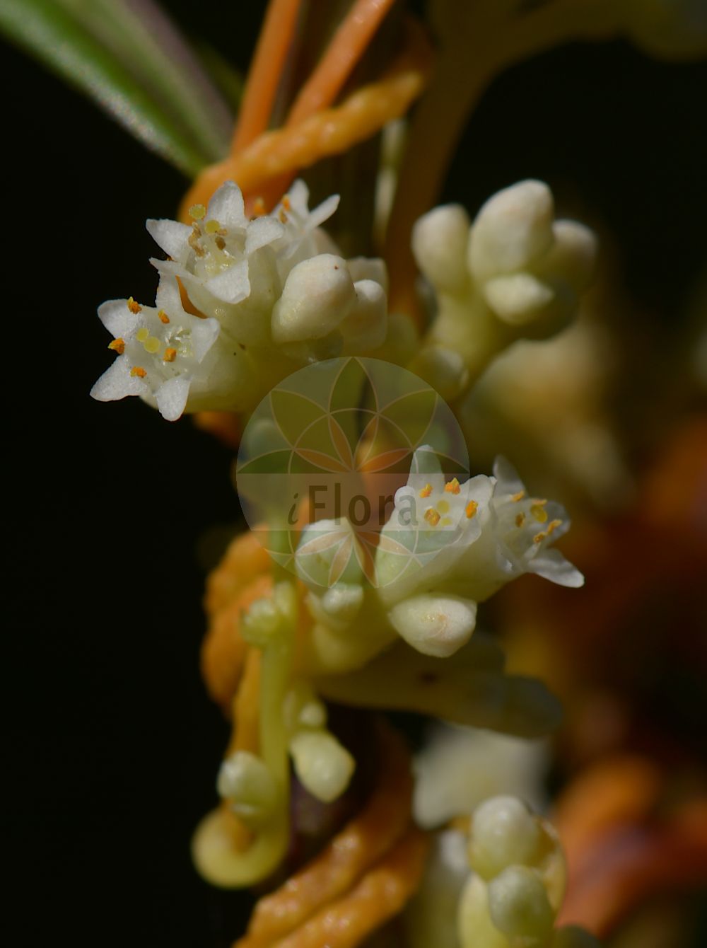Cuscuta gronovii - Convolvulaceae,Plantae,Pteridobiotina,Angiosperms,Solanales,Convolvulaceae,Cuscuta,Cuscuta gronovii,Epithymum gronovii, Grammica gronovii,Gronovius' Seide;Weiden-Seide;Warzige Seide;Gronovius-Seide;scaldweed;swamp dodder;gronovius dodder;cuscute de Gronovius;cuscuta di Gronovius;oeverwarkruid;повилика Гронова;kanianka amerykańska;повитиця гронова