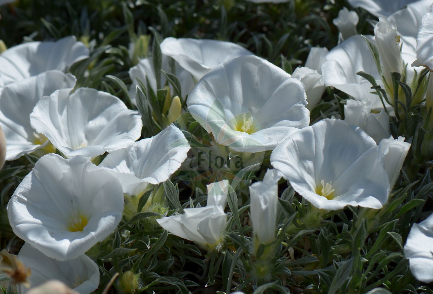 Convolvulus boissieri subsp. compactus - Convolvulaceae,Plantae,Pteridobiotina,Angiosperms,Solanales,Convolvulaceae,Convolvulus,Convolvulus boissieri,Convolvulus boissieri subsp. compactus,Convolvulus boissieri subsp. parnassicus, Convolvulus cochlearis, Convolvulus compactus, Convolvulus konyacus, Convolvulus parnassicus