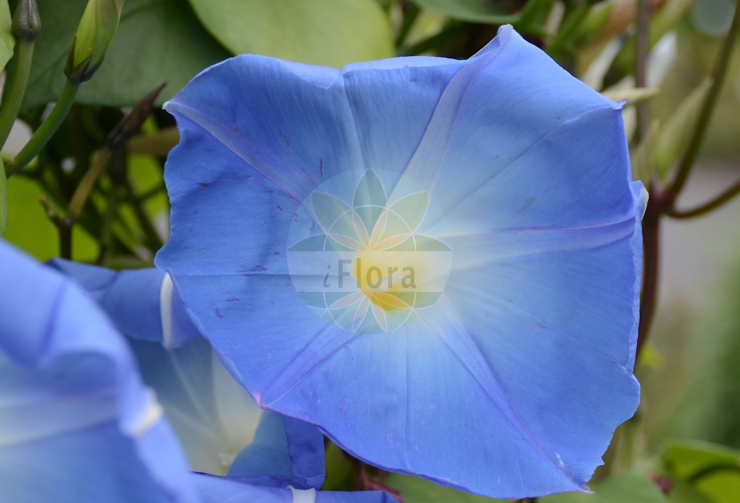 Ipomoea tricolor - Convolvulaceae,Plantae,Pteridobiotina,Angiosperms,Solanales,Convolvulaceae,Ipomoea,Ipomoea tricolor,Convolvulus rubrocoeruleus, Convolvulus venustus, Ipomoea hookeri, Ipomoea rubro-caerulea, Pharbitis rubro-caerulea, Pharbitis tricolor, Quamoclit mutica,Himmelblaue Prunkwinde;liseron bleu azur;bodongás;gloria de la mañana;manto de la virgen;quiebraplatos;gloria mattutina;ипомея трёхцветная;іпомея голуба