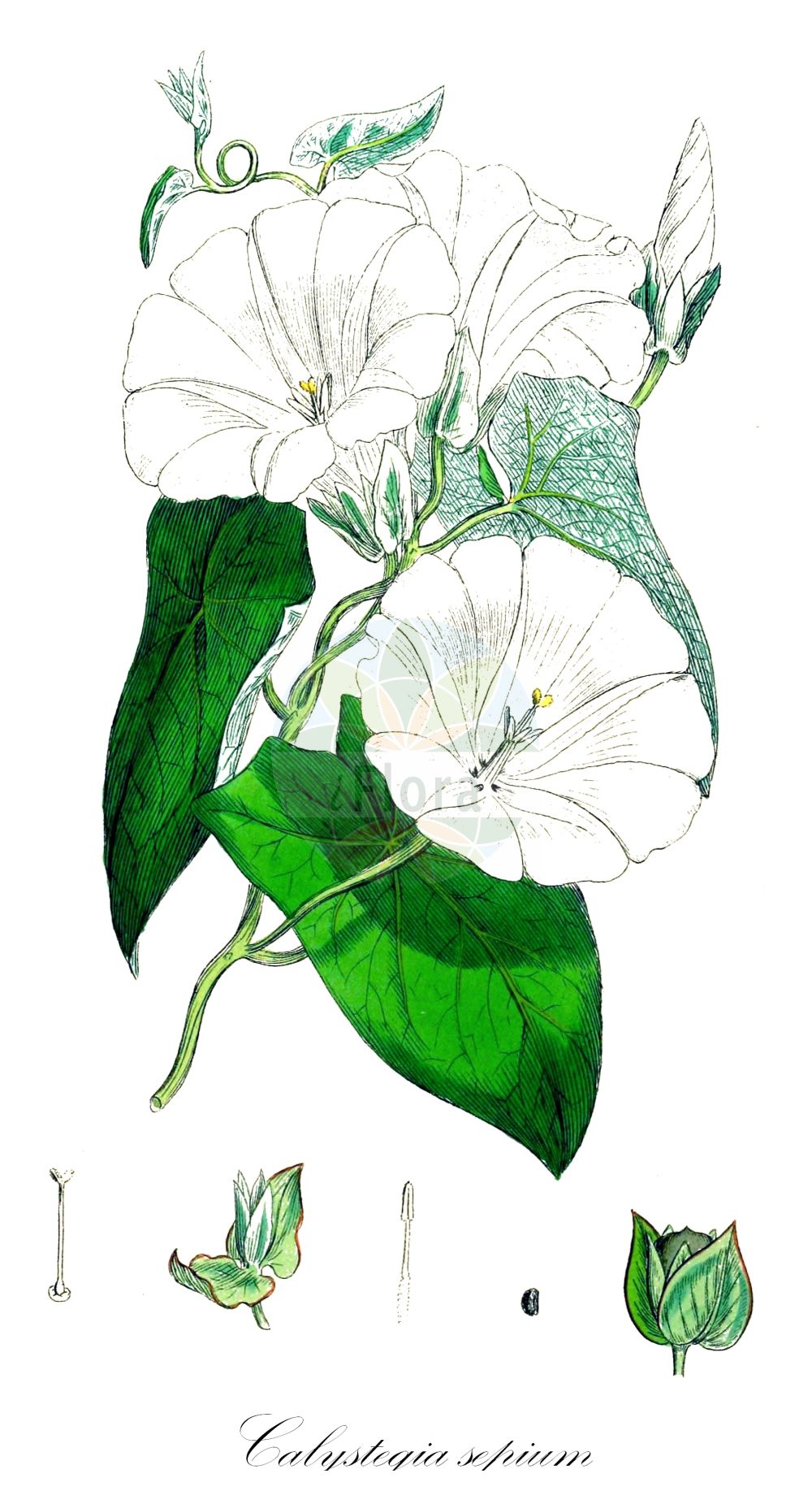 Calystegia sepium - Convolvulaceae,Plantae,Pteridobiotina,Angiosperms,Solanales,Convolvulaceae,Calystegia,Calystegia sepium,Calystegia sepium var. sepium, Convolvulus sepium, Volvulus sepium,Gewöhnliche Zaunwinde;Rosablütige Zaunwinde;Echte Zaunwinde;hedge bindweed;bellbine;bugle vine;great bindweed;greater bindweed;heavenly trumpets;hedge false bindweed;larger bindweed;sea bindweed;shortstalk false bindweed;Liseron des haies;calystégie des haies;campanette;chemise;clochette;évenille;grand lignot;grand liseron;grande vrillée;liset;manchette de la Vierge;manchette de Notre-Dame;correguela mayor;campanilla blanca;yedra de campanas;suspiro;hiedra de campanas;campanilla de enredadera;corredera;corregüela mayor;correhuela mayor;corretiella;enredadera;Vilucchio bianco;Vilucchione;vilucchio maggiore;vilucchio delle siepi;campanelle;convolvolo delle siepi;gewoone haagwinde;gewone haagwinde;haagwinde;heggerank;corriola-das-sebes;bons-dias;campainhas-brancas;corrigiola-maior;corriola-grande;corriola-maior;madrugada;trepadeira;trepadeira-das-balsas;trepadeira-das-sebes;trepadeira-dos-tapumes;повой заборный;çit sarmaşığı;dredhje;gështalla e gardhave;corretjola gran;corretjola grossa;obični ladolež;gewoone hågwinde;snårvinda;gærdesnerle;kielisznik zaroślowy;hirohahirugao;ヒロハヒルガオ;navadni plotni slak;sövényszulák;opletník plotní;cupa-vacii;povoja plotná;плетуха звичайна;обикновкено чадърче;ограден ладолеж;tara-seatapp;žogu dižtītenis;strandvindel;karhunköynnös;велики слак;chavalballan hammesuchot;חֲבַלְבַּלַּן הַמְּשׂוּכוֹת;patvorinė vynioklė;μεγάλη κεριπλοκάδα