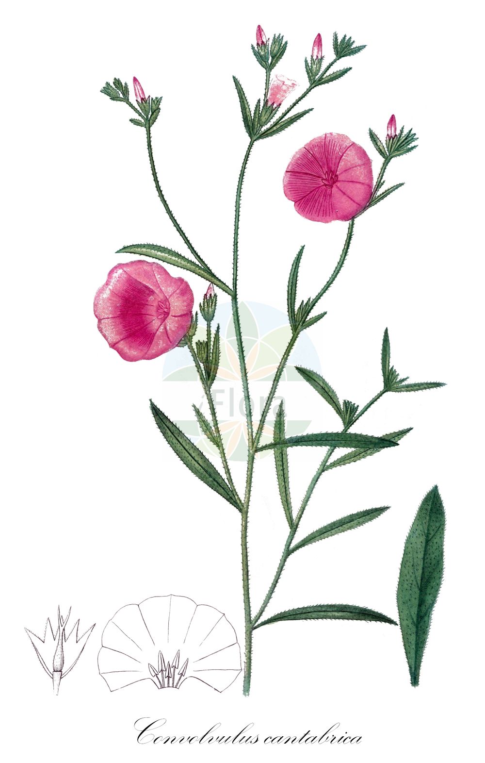 Convolvulus cantabrica - Convolvulaceae,Plantae,Pteridobiotina,Angiosperms,Solanales,Convolvulaceae,Convolvulus,Convolvulus cantabrica,Convolvulus cantaber, Convolvulus cantabrica var. terrestris, Convolvulus cardiosepalus, Convolvulus euxinus, Convolvulus leptosepalus, Convolvulus linearifolius, Convolvulus linearis, Convolvulus longipilis, Convolvulus terminalis, Convolvulus terrestris, Convolvulus villiflorus, Nemostima cantabrica,Kantabrische Winde;herbe de Biscaye;liseron cantabrique;liseron de Biscaye;liseron des Monts Cantabres;campanilla montañesa;convólvulo;corregüela montañesa;convolvolo cantabrico;vilucchio bichierino;вьюнок кантабрийский;çadırçiçeği;dredhje;corretjola cantàbrica;ružičasti slak;primorski slak;borzas szulák;березка кантабрійська;кантабрийска поветица;chavalbal italki;חֲבַלְבַּל אִיטַלְקִי