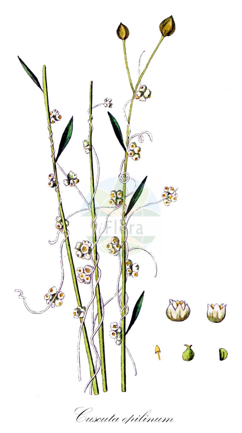 Cuscuta epilinum - Convolvulaceae,Plantae,Pteridobiotina,Angiosperms,Solanales,Convolvulaceae,Cuscuta,Cuscuta epilinum,Cuscuta aggregata, Cuscuta major, Cuscuta vulgaris, Epilinella cuscutoides,Flachs-Seide;Flachs-Teufelszwirn;Lein-Seide;flax dodder;Cuscute du lin;bourreau de lin;cuscute à fleurs serrées;rache du lin;rache à fleurs serrées;cabellos de monte;cuscuta del lino;podagra;Cuscuta strozzalino;cuscuta del lino;strozzalino;puntig fonteinkruid;vlaswarkruid;cuscuta-do-linho;льняная повилика;повилика льняная;cinsaçı;kuskuta e lirit;lanova vilina kosa;puk-törne;linsnärja;kanianka lnowa;prava predenica;lenfojtó aranka;kokotice hubilen;kukucina ľanová;повитиця льонова;ленена кукувича прежда;ленова кукувича прежда;linavõrm;linu vija;linsnyltetråd;pellavanvieras;вилина косица;ланова вилина косица;keshut happishtah;כְּשׁוּת הַפִּשְׁתָּה;lininis brantas