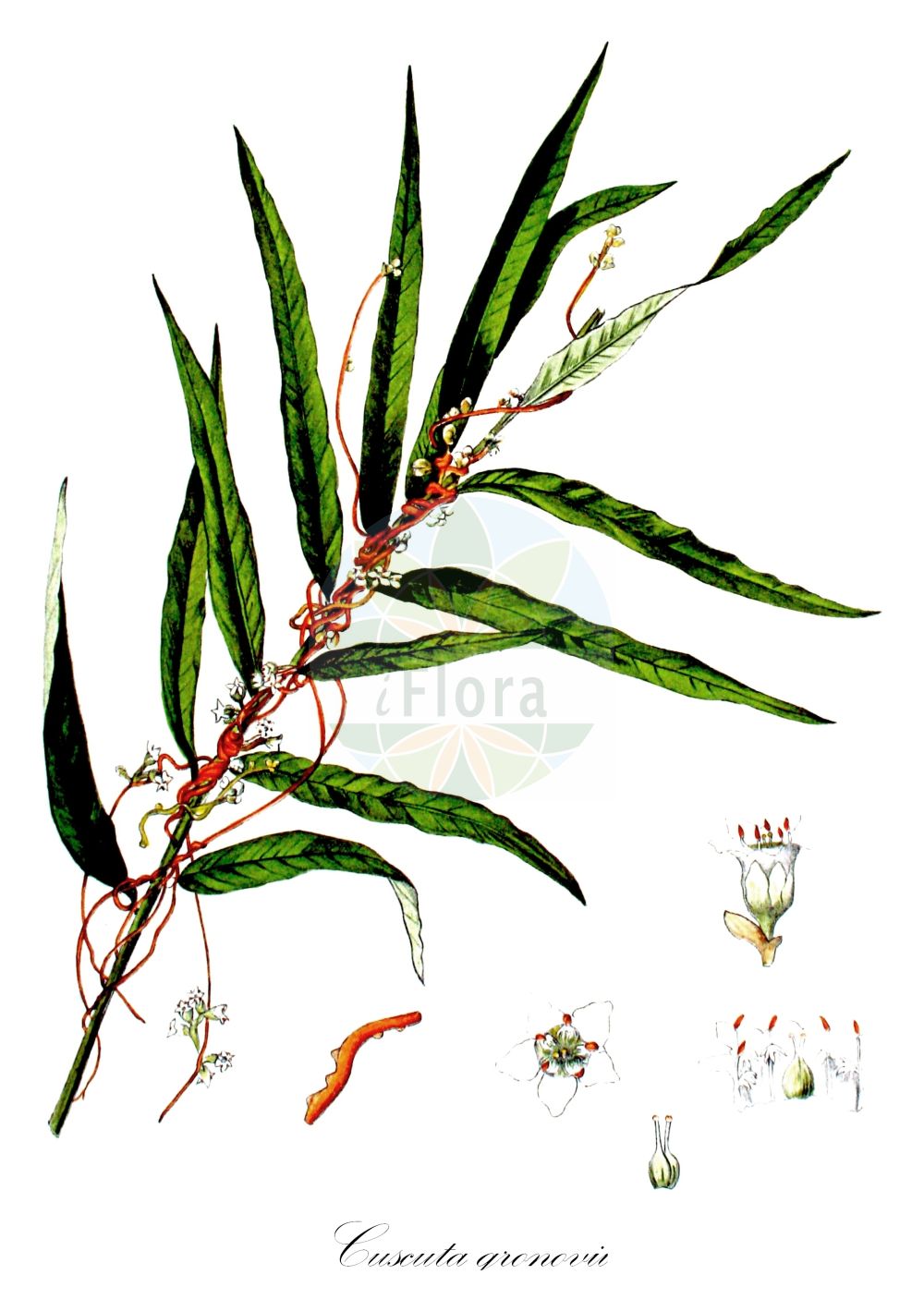 Cuscuta gronovii - Convolvulaceae,Plantae,Pteridobiotina,Angiosperms,Solanales,Convolvulaceae,Cuscuta,Cuscuta gronovii,Epithymum gronovii, Grammica gronovii,Gronovius' Seide;Weiden-Seide;Warzige Seide;Gronovius-Seide;scaldweed;swamp dodder;gronovius dodder;cuscute de Gronovius;cuscuta di Gronovius;oeverwarkruid;повилика Гронова;kanianka amerykańska;повитиця гронова