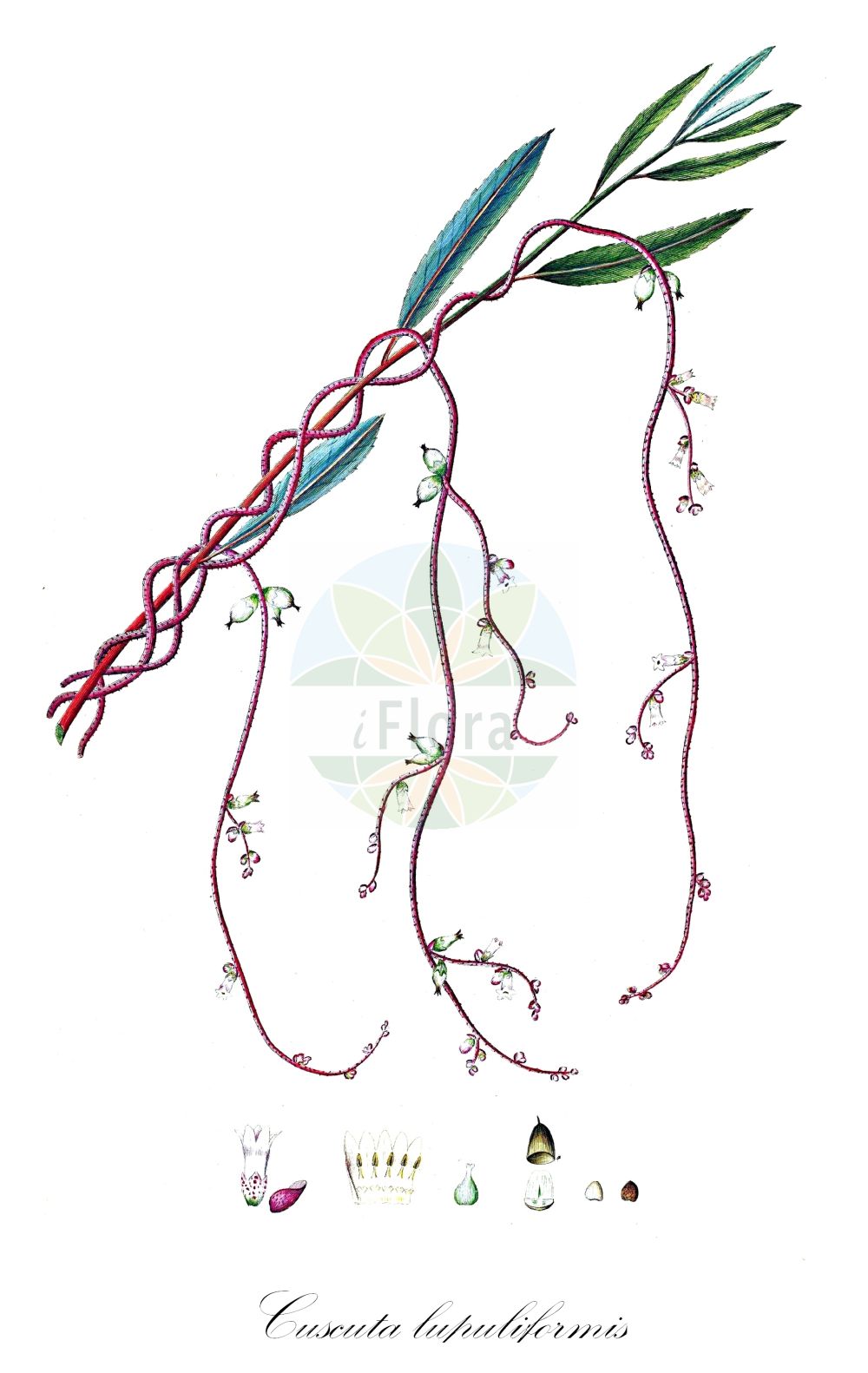 Cuscuta lupuliformis - Convolvulaceae,Plantae,Pteridobiotina,Angiosperms,Solanales,Convolvulaceae,Cuscuta,Cuscuta lupuliformis,Aplostylis lupuliformis, Cuscuta flava, Cuscuta macrocarpa, Monogynella lupuliformis,Pappel-Seide;Baum-Seide;hop dodder;willow dodder;präst-krage;hopwarkruid;хмелевидная повилика;повилика хмелевидная;vilina kosa;kanianka wielka;komló aranka;komlóképű aranka;kokotice chmelová;kukučina chmeľova;повитиця хмельовидна;хмеловидна кукувича прежда;вилина косица;врбова вилина косица;karklinis brantas