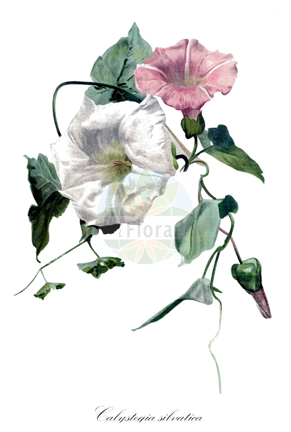 Calystegia silvatica - Convolvulaceae,Plantae,Pteridobiotina,Angiosperms,Solanales,Convolvulaceae,Calystegia,Calystegia silvatica,Convolvulus silvaticus, Convolvulus sylvaticus, Convolvulus sylvestris, Volvulus silvaticus, Volvulus sylvestris,Wald-Zaunwinde;Schöne Wald-Zaunwinde;Schöne Zaunwinde;Gewöhnliche Wald-Zaunwinde;large bindweed;Liseron des forêts;Vilucchio maggiore