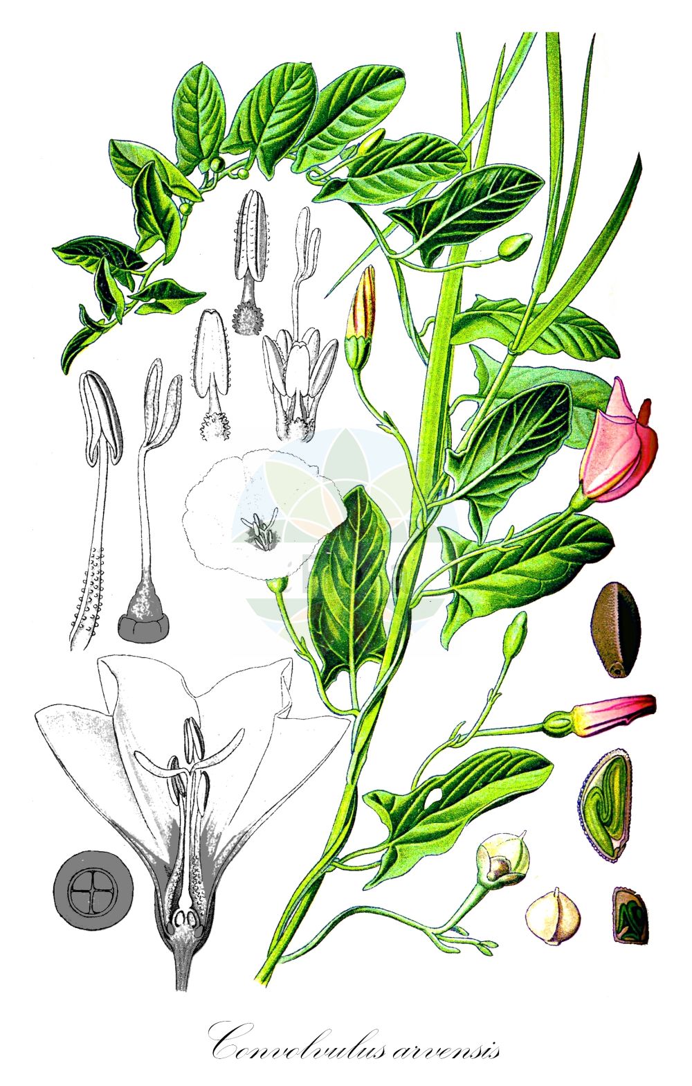 Convolvulus arvensis - Convolvulaceae,Plantae,Pteridobiotina,Angiosperms,Solanales,Convolvulaceae,Convolvulus,Convolvulus arvensis,Convolvulus ambigens, Convolvulus arvensis f. arvensis, Convolvulus arvensis f. decarrhabdotus, Convolvulus arvensis f. decemvulnerus, Convolvulus arvensis f. notatus, Convolvulus arvensis f. pallidinotatus, Convolvulus arvensis f. pallidiroseus, Convolvulus arvensis f. pentarrhabdotus, Convolvulus arvensis f. pentastictus, Convolvulus arvensis f. perroseus, Convolvulus arvensis f. quinquevulnerus, Convolvulus arvensis subsp. crispatus, Convolvulus arvensis var. angustatus, Convolvulus arvensis var. crassifolius, Convolvulus arvensis var. hastulatus, Convolvulus arvensis var. linearifolius, Convolvulus arvensis var. parvifolius, Convolvulus arvensis var. sagittatus, Convolvulus arvensis var. sagittifolius, Convolvulus arvensis var. villosus, Convolvulus auriculatus, Convolvulus cherleri, Convolvulus cirrhosus, Convolvulus corsicus, Convolvulus europaeus, Convolvulus hastifolius, Convolvulus incanus var. glabratus, Convolvulus mahur, Convolvulus minor, Convolvulus quinquelobus, Convolvulus segobricencis, Pantocsekia illyrica, Strophocaulos arvensis,Acker-Winde;field bindweed;gray bindweed;cornbine;field morning glory;possession vine;small bindweed;Liseron des champs;petit liseron;petite campanette;vrillée;campanicas campanilla;enredadera europea;correhuela;garratilla;corruvilla;corretjola;campanicas;campanillas;corregüela;correguela menor;correhuela menor;Vilucchio comune;vilucchio dei campi;convolvolo campestre;erba leporina;convolvolo comune;akkerwinde;winde;corriola;verdishela;azuraque;bons-dias;corriola-campestre;corriola-mansa;engatateira;erva-garriola;estende-braços;garriola;madrugadas;trepa-trepa;verdeselha;verdezelha;verdisela;verdiselha;zuraque;вьюнок полевой;tarlasarmaşığı;dredhja e arës;dredhje;corretjola;corretjola comuna;poljski slak;åkervinda;agersnerle;powój polny;seiyô-hirugao;セイヨヒルクァオ;セイヨウヒルガオ;njivski slak;apró szulák;folyondárszulák;svlačec rolní;volbură;pupenec roľný;березка польова;полска поветица;полска повитица;harilik kassitapp;tīrumu tītenis;åkervindel;peltokierto;њивски попопац;обични слак;слатковина;chavalbal hassadeh;חֲבַלְבַּל הַשָּׂדֶה;leblieba tar-raba;dirvinis vijoklis;περιπλοκάδα;tián xuán huā;田旋花