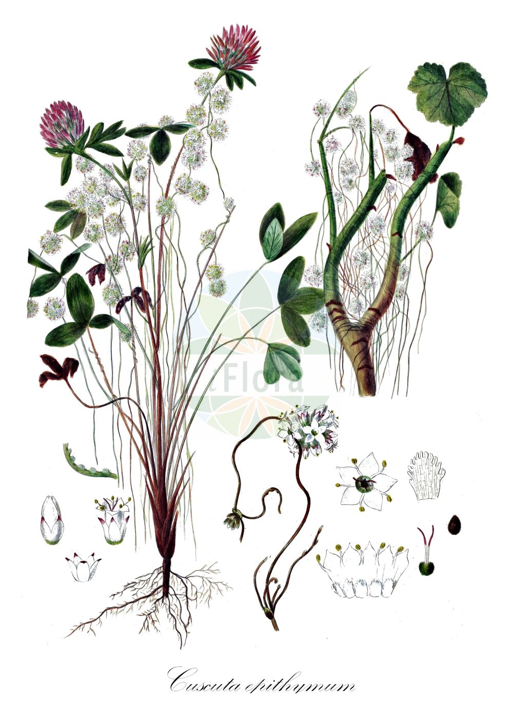 Cuscuta epithymum - Convolvulaceae,Plantae,Pteridobiotina,Angiosperms,Solanales,Convolvulaceae,Cuscuta,Cuscuta epithymum,Cuscuta europaea var. epithymum, Lepimenes epithymum,Quendel-Seide;Klee-Seide;Thymian-Seide;Gewöhnliche Quendel-Seide;dodder;clover dodder;common dodder;Cuscute du thym;Rache;cuscute du trèfle;rache du thym;rache blanche;cuscute blanche;cabello de Venus;cuscuta del treból;epitimo;barbas de capuchino;cabellos de tomillo;tiña;Cuscuta epitimo;Pittimo;cuscuta del trifoglio;cuscuta nostrana;cuscuta piccola;duivelsnaaigaren;klein warkruid;cabelos;linho-de-cuco;cabelos-de-nossa-senhora;cuscuta;enleios;linheiro;linho-de-raposa;тимьяновая повилика;клеверная повилика;повилика клеверная;повилика тимьяновая;повилика тимянная;cinsaçı;kuskuta e tërfilit;rroth;cabell;cabellets;cabellets de farigola;epìtim;tinya;vilina kosa majčine dušice;klöversnärja;ljungsnärja;lyng-silke;kanianka koniczynowa;kanianka macierzankowa;drobnocvetna predenica;kakukkfű aranka;kis aranka;kokotice jetelová;kokotice povázka;torţel;kukučina datelinová;kukučina dúšková;повитиця конюшинна;повитиця чебрецева;детелинова кукувича прежда;мащеркова кукувича прежда;обикновена кукувича прежда;liivatee-võrm;ristikuvõrm;āboliņa vija;mārsilu vija;kløversniketråd;timiansnyltetråd;nurmivieras;вилина косица;дјетелинска вилина косица;обична вилина косица;keshut hakkoranit;כְּשׁוּת הַקּוֹרָנִית;dobilinis brantas;smulkusis brantas