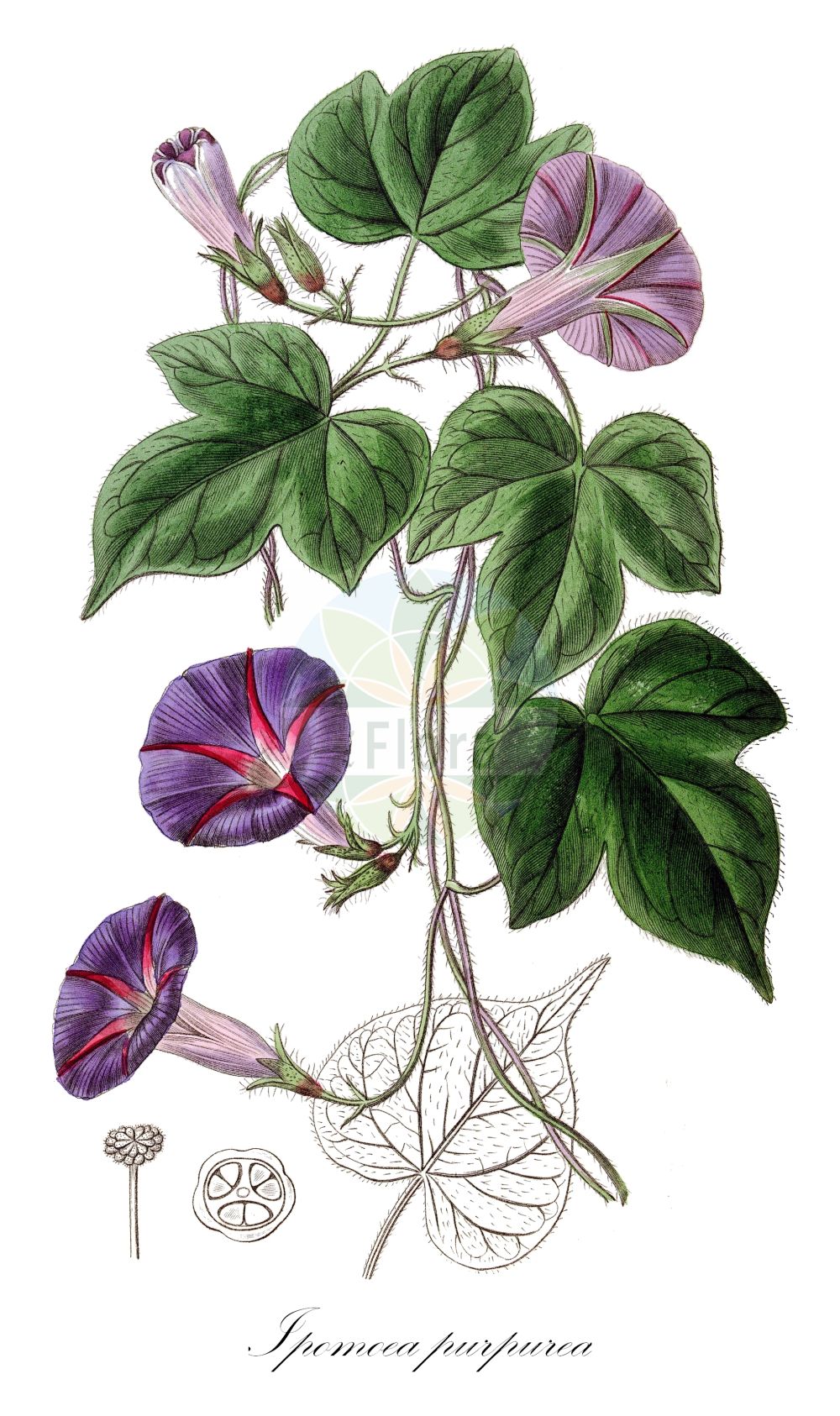 Ipomoea purpurea - Convolvulaceae,Plantae,Pteridobiotina,Angiosperms,Solanales,Convolvulaceae,Ipomoea,Ipomoea purpurea,Convolvuloides leucosperma, Convolvuloides purpurea, Convolvulus glandulifer, Convolvulus hirsutulus, Convolvulus intermedius, Convolvulus purpureus, Diatrema purpurea, Ipomoea affinis, Ipomoea chanetii, Ipomoea glandulifera, Ipomoea hirsutula, Ipomoea hispida, Ipomoea intermedia, Ipomoea mexicana, Ipomoea pilosissima, Ipomoea purpurea f. triloba, Ipomoea purpurea var. diversifolia, Ipomoea purpurea var. purpurea, Ipomoea wattii, Ipomoea zuccagnii, Pharbitis diversifolius, Pharbitis githaginea, Pharbitis hispida, Pharbitis nil var. diversifolia, Pharbitis purpurea,Purpur-Prunkwinde;Trichterwinde;Bunte Gartenwinde;Liseron pourpre;ipomée pourpre;volubilis;manto;gloria;suspiro;bejuco;correhuela anual;tortillera;trompillo;campanicas;campanillas;enredadera;Campanella turchina;campanelle turchine;dagbloem;campainha;corda-de-viola;glória-da-manhã;ипомея пурпурная;ипомея пурпуровая;кручёный паныч;кудрявые панычи;kahkaha çiçeği;gashtall;purpurvinda;wilec purpurowy;marubaasagao;マルバアサガオ;maruba-asagao;škarlatni lepi slak;kerti hajnalka;povijnice nachová;povojník purpurový;іпомея пурпурова;пурпурно грамофонче;yuán yè qiān niú;圆叶牵牛
