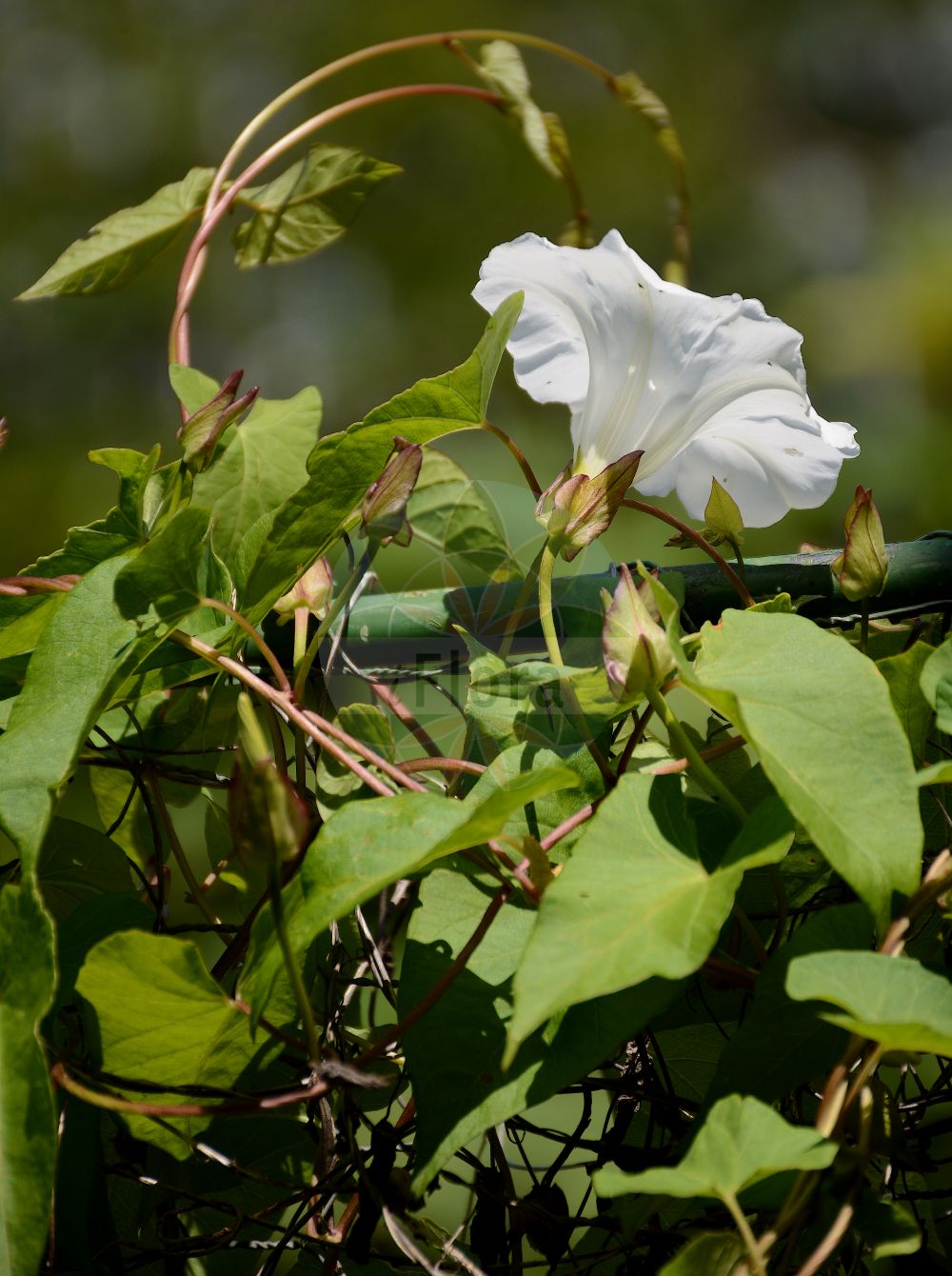 Calystegia sepium - Convolvulaceae,Plantae,Pteridobiotina,Angiosperms,Solanales,Convolvulaceae,Calystegia,Calystegia sepium,Calystegia sepium var. sepium, Convolvulus sepium, Volvulus sepium,Gewöhnliche Zaunwinde;Rosablütige Zaunwinde;Echte Zaunwinde;hedge bindweed;bellbine;bugle vine;great bindweed;greater bindweed;heavenly trumpets;hedge false bindweed;larger bindweed;sea bindweed;shortstalk false bindweed;Liseron des haies;calystégie des haies;campanette;chemise;clochette;évenille;grand lignot;grand liseron;grande vrillée;liset;manchette de la Vierge;manchette de Notre-Dame;correguela mayor;campanilla blanca;yedra de campanas;suspiro;hiedra de campanas;campanilla de enredadera;corredera;corregüela mayor;correhuela mayor;corretiella;enredadera;Vilucchio bianco;Vilucchione;vilucchio maggiore;vilucchio delle siepi;campanelle;convolvolo delle siepi;gewoone haagwinde;gewone haagwinde;haagwinde;heggerank;corriola-das-sebes;bons-dias;campainhas-brancas;corrigiola-maior;corriola-grande;corriola-maior;madrugada;trepadeira;trepadeira-das-balsas;trepadeira-das-sebes;trepadeira-dos-tapumes;повой заборный;çit sarmaşığı;dredhje;gështalla e gardhave;corretjola gran;corretjola grossa;obični ladolež;gewoone hågwinde;snårvinda;gærdesnerle;kielisznik zaroślowy;hirohahirugao;ヒロハヒルガオ;navadni plotni slak;sövényszulák;opletník plotní;cupa-vacii;povoja plotná;плетуха звичайна;обикновкено чадърче;ограден ладолеж;tara-seatapp;žogu dižtītenis;strandvindel;karhunköynnös;велики слак;chavalballan hammesuchot;חֲבַלְבַּלַּן הַמְּשׂוּכוֹת;patvorinė vynioklė;μεγάλη κεριπλοκάδα
