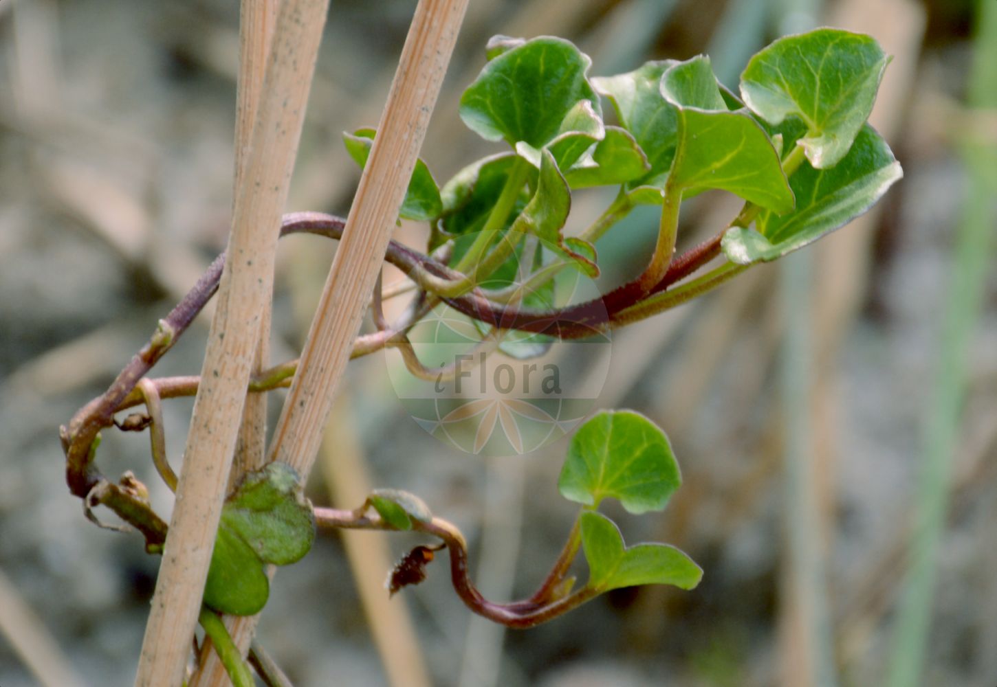 Calystegia soldanella - Convolvulaceae,Plantae,Pteridobiotina,Angiosperms,Solanales,Convolvulaceae,Calystegia,Calystegia soldanella,Calystegia reniformis, Calystegia soldanelloides,Strand-Zaunwinde;Strandwinde;sea bindweed;beach morning glory;seashore false bindweed;seashore glorybind;shore bindweed;shore convolvulus;liseron soldanelle;chou marin;calystégie soldanelle;liseron des sables;berza marina;col de mar;corregüela marina;hierba campana;soldanella marina;soldinella;cavolo di mare;vilucchio marittimo;purper leverkruid;zee haagwinde;seewinde;couve-marinha;couve-do-mar;couve-maritima;soldanela;soldanela-bastarda;soldanela-do-litoral;soldonela;versa-marinha;повой сольданелловый;kum sarmaşığı;dredhje;campaneta de mar;pješčarski ladolež;strandvinda;strand-snerle;hama-hirugao;ハマヒルガオ;obmorski plotni slak;плетуха солданеловидна;плетуха сольданелова;крайморско чадърче;chavalballan agol-'alim;חֲבַלְבַּלָּן עֲגֹל-עָלִים;shèn yè dǎ wǎn huā;肾叶打碗花