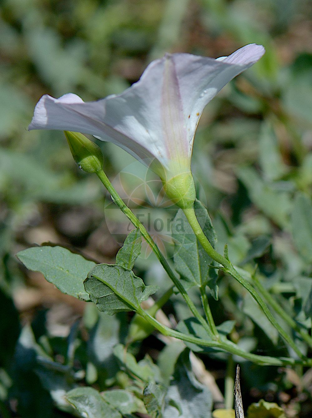 Convolvulus arvensis - Convolvulaceae,Plantae,Pteridobiotina,Angiosperms,Solanales,Convolvulaceae,Convolvulus,Convolvulus arvensis,Convolvulus ambigens, Convolvulus arvensis f. arvensis, Convolvulus arvensis f. decarrhabdotus, Convolvulus arvensis f. decemvulnerus, Convolvulus arvensis f. notatus, Convolvulus arvensis f. pallidinotatus, Convolvulus arvensis f. pallidiroseus, Convolvulus arvensis f. pentarrhabdotus, Convolvulus arvensis f. pentastictus, Convolvulus arvensis f. perroseus, Convolvulus arvensis f. quinquevulnerus, Convolvulus arvensis subsp. crispatus, Convolvulus arvensis var. angustatus, Convolvulus arvensis var. crassifolius, Convolvulus arvensis var. hastulatus, Convolvulus arvensis var. linearifolius, Convolvulus arvensis var. parvifolius, Convolvulus arvensis var. sagittatus, Convolvulus arvensis var. sagittifolius, Convolvulus arvensis var. villosus, Convolvulus auriculatus, Convolvulus cherleri, Convolvulus cirrhosus, Convolvulus corsicus, Convolvulus europaeus, Convolvulus hastifolius, Convolvulus incanus var. glabratus, Convolvulus mahur, Convolvulus minor, Convolvulus quinquelobus, Convolvulus segobricencis, Pantocsekia illyrica, Strophocaulos arvensis,Acker-Winde;field bindweed;gray bindweed;cornbine;field morning glory;possession vine;small bindweed;Liseron des champs;petit liseron;petite campanette;vrillée;campanicas campanilla;enredadera europea;correhuela;garratilla;corruvilla;corretjola;campanicas;campanillas;corregüela;correguela menor;correhuela menor;Vilucchio comune;vilucchio dei campi;convolvolo campestre;erba leporina;convolvolo comune;akkerwinde;winde;corriola;verdishela;azuraque;bons-dias;corriola-campestre;corriola-mansa;engatateira;erva-garriola;estende-braços;garriola;madrugadas;trepa-trepa;verdeselha;verdezelha;verdisela;verdiselha;zuraque;вьюнок полевой;tarlasarmaşığı;dredhja e arës;dredhje;corretjola;corretjola comuna;poljski slak;åkervinda;agersnerle;powój polny;seiyô-hirugao;セイヨヒルクァオ;セイヨウヒルガオ;njivski slak;apró szulák;folyondárszulák;svlačec rolní;volbură;pupenec roľný;березка польова;полска поветица;полска повитица;harilik kassitapp;tīrumu tītenis;åkervindel;peltokierto;њивски попопац;обични слак;слатковина;chavalbal hassadeh;חֲבַלְבַּל הַשָּׂדֶה;leblieba tar-raba;dirvinis vijoklis;περιπλοκάδα;tián xuán huā;田旋花