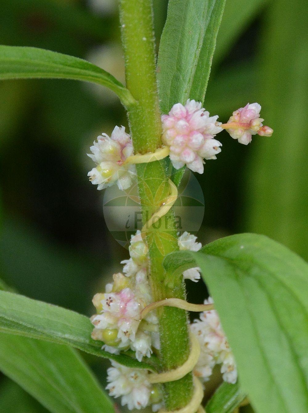Cuscuta europaea - Convolvulaceae,Plantae,Pteridobiotina,Angiosperms,Solanales,Convolvulaceae,Cuscuta,Cuscuta europaea,Cuscuta capillaris, Cuscuta europaea subsp. halophyta, Cuscuta filiformis, Cuscuta tetrandra, Cuscuta urceolata, Cuscuta viciae, Cuscuta vulgaris,Europäische Seide;Gewöhnliche Europäische Seide;Hecken-Seide;Hopfen-Seide;Wicken-Seide;Gewöhnliche Nessel-Seide;Nessel-Seide;greater dodder;large dodder;nettle dodder;Cuscute d'Europe;cuscute majeure;grande cuscute;rache majeure;rache d'Europe;cabellos de Venus;cabellos de monte;cuscuta;Cuscuta europea;carpaterra;cuscuta grande;lino ginestro;provins-ros;groot warkruid;европейская повилика;повилика европейская;bostanbozan;kuskuta e evropës;rroth;teli i dreqit;cabell;tinya;europska vilina kosa;priem-vetmuur;nässelsnärja;nælde-silke;kanianka europejska;kanianka pospolita;kushiro-ne-nashi-kazura;クシロネナシカズラ;navadna predenica;közönséges aranka;kokotice evropská;torţel;kukučina európska;повитиця викова;повитиця європейська;европейска кукувича прежда;harilik võrm;Eiropas vija;neslesnyltetråd;humalanvieras;вилина косица;европска виилина косица;keshut koteshi;כְּשׁוּת קוֹטְשִׁי;paprastasis brantas;ōu zhōu tù sī zǐ;欧洲菟丝子