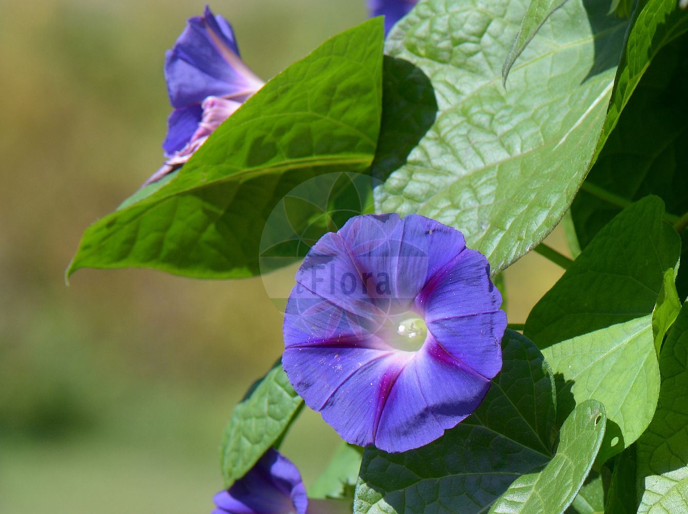 Ipomoea purpurea - Convolvulaceae,Plantae,Pteridobiotina,Angiosperms,Solanales,Convolvulaceae,Ipomoea,Ipomoea purpurea,Convolvuloides leucosperma, Convolvuloides purpurea, Convolvulus glandulifer, Convolvulus hirsutulus, Convolvulus intermedius, Convolvulus purpureus, Diatrema purpurea, Ipomoea affinis, Ipomoea chanetii, Ipomoea glandulifera, Ipomoea hirsutula, Ipomoea hispida, Ipomoea intermedia, Ipomoea mexicana, Ipomoea pilosissima, Ipomoea purpurea f. triloba, Ipomoea purpurea var. diversifolia, Ipomoea purpurea var. purpurea, Ipomoea wattii, Ipomoea zuccagnii, Pharbitis diversifolius, Pharbitis githaginea, Pharbitis hispida, Pharbitis nil var. diversifolia, Pharbitis purpurea,Purpur-Prunkwinde;Trichterwinde;Bunte Gartenwinde;Liseron pourpre;ipomée pourpre;volubilis;manto;gloria;suspiro;bejuco;correhuela anual;tortillera;trompillo;campanicas;campanillas;enredadera;Campanella turchina;campanelle turchine;dagbloem;campainha;corda-de-viola;glória-da-manhã;ипомея пурпурная;ипомея пурпуровая;кручёный паныч;кудрявые панычи;kahkaha çiçeği;gashtall;purpurvinda;wilec purpurowy;marubaasagao;マルバアサガオ;maruba-asagao;škarlatni lepi slak;kerti hajnalka;povijnice nachová;povojník purpurový;іпомея пурпурова;пурпурно грамофонче;yuán yè qiān niú;圆叶牵牛