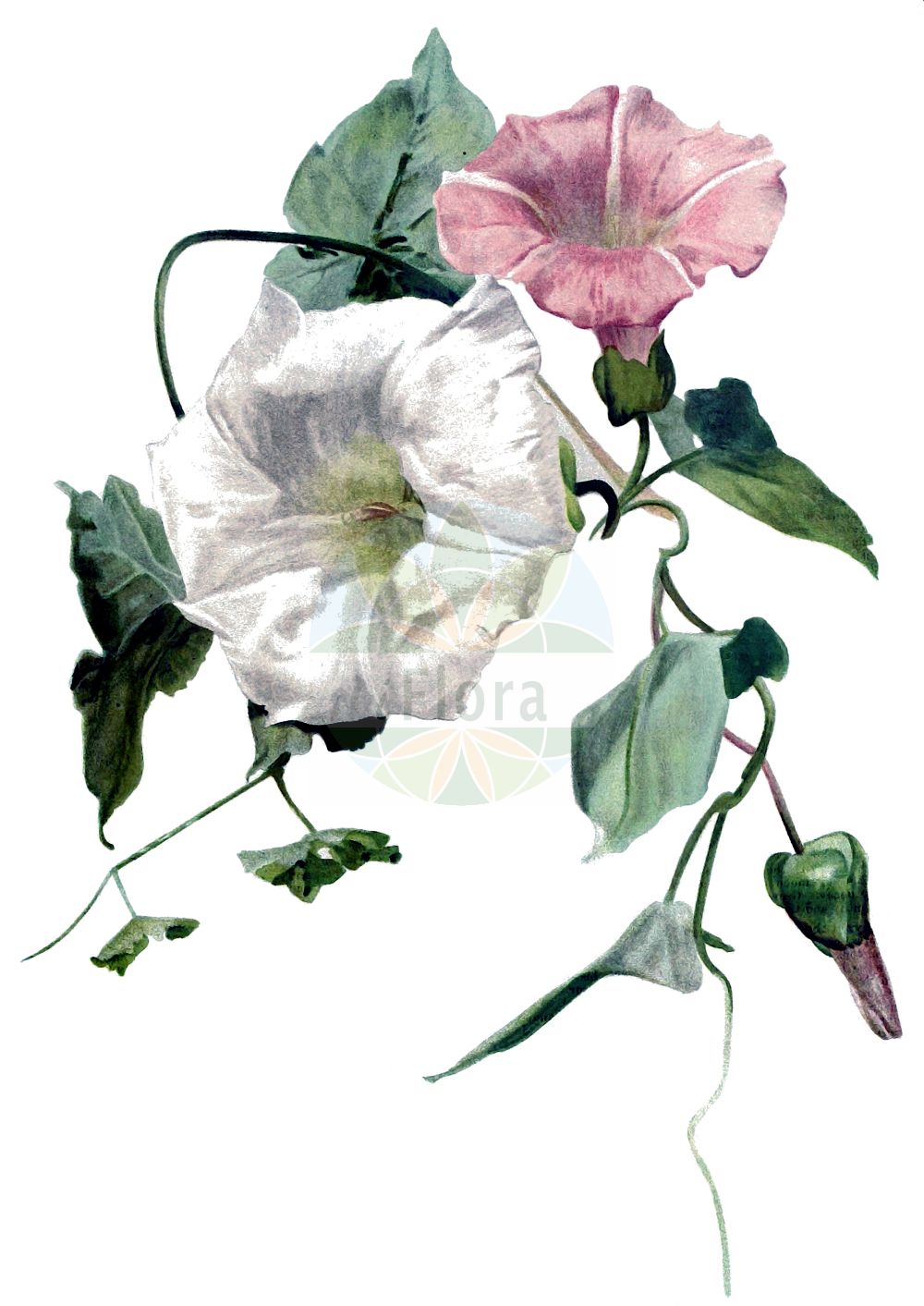 Calystegia silvatica - Convolvulaceae,Plantae,Pteridobiotina,Angiosperms,Solanales,Convolvulaceae,Calystegia,Calystegia silvatica,Convolvulus silvaticus, Convolvulus sylvaticus, Convolvulus sylvestris, Volvulus silvaticus, Volvulus sylvestris,Wald-Zaunwinde;Schöne Wald-Zaunwinde;Schöne Zaunwinde;Gewöhnliche Wald-Zaunwinde;large bindweed;Liseron des forêts;Vilucchio maggiore