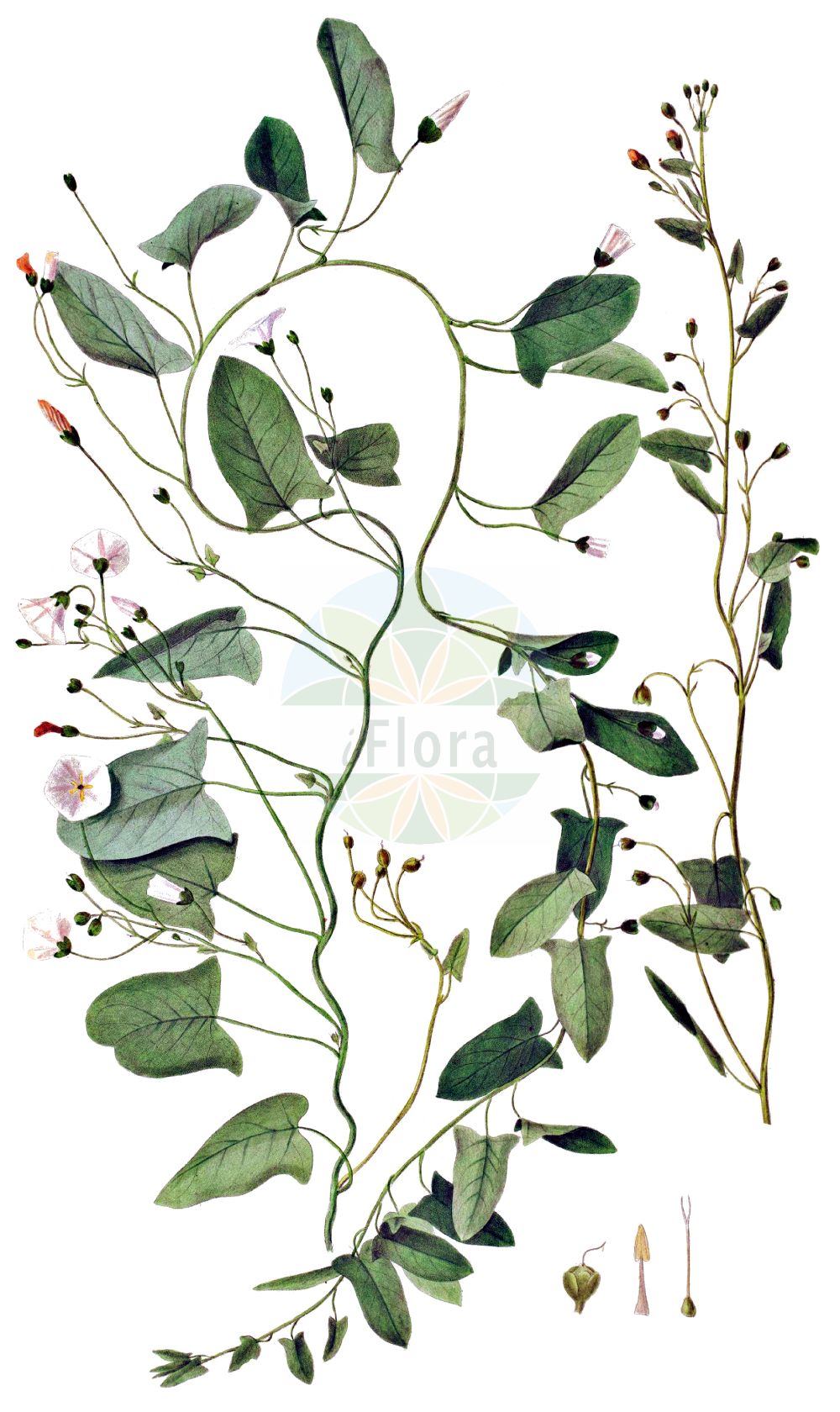 Convolvulus arvensis - Convolvulaceae,Plantae,Pteridobiotina,Angiosperms,Solanales,Convolvulaceae,Convolvulus,Convolvulus arvensis,Convolvulus ambigens, Convolvulus arvensis f. arvensis, Convolvulus arvensis f. decarrhabdotus, Convolvulus arvensis f. decemvulnerus, Convolvulus arvensis f. notatus, Convolvulus arvensis f. pallidinotatus, Convolvulus arvensis f. pallidiroseus, Convolvulus arvensis f. pentarrhabdotus, Convolvulus arvensis f. pentastictus, Convolvulus arvensis f. perroseus, Convolvulus arvensis f. quinquevulnerus, Convolvulus arvensis subsp. crispatus, Convolvulus arvensis var. angustatus, Convolvulus arvensis var. crassifolius, Convolvulus arvensis var. hastulatus, Convolvulus arvensis var. linearifolius, Convolvulus arvensis var. parvifolius, Convolvulus arvensis var. sagittatus, Convolvulus arvensis var. sagittifolius, Convolvulus arvensis var. villosus, Convolvulus auriculatus, Convolvulus cherleri, Convolvulus cirrhosus, Convolvulus corsicus, Convolvulus europaeus, Convolvulus hastifolius, Convolvulus incanus var. glabratus, Convolvulus mahur, Convolvulus minor, Convolvulus quinquelobus, Convolvulus segobricencis, Pantocsekia illyrica, Strophocaulos arvensis,Acker-Winde;field bindweed;gray bindweed;cornbine;field morning glory;possession vine;small bindweed;Liseron des champs;petit liseron;petite campanette;vrillée;campanicas campanilla;enredadera europea;correhuela;garratilla;corruvilla;corretjola;campanicas;campanillas;corregüela;correguela menor;correhuela menor;Vilucchio comune;vilucchio dei campi;convolvolo campestre;erba leporina;convolvolo comune;akkerwinde;winde;corriola;verdishela;azuraque;bons-dias;corriola-campestre;corriola-mansa;engatateira;erva-garriola;estende-braços;garriola;madrugadas;trepa-trepa;verdeselha;verdezelha;verdisela;verdiselha;zuraque;вьюнок полевой;tarlasarmaşığı;dredhja e arës;dredhje;corretjola;corretjola comuna;poljski slak;åkervinda;agersnerle;powój polny;seiyô-hirugao;セイヨヒルクァオ;セイヨウヒルガオ;njivski slak;apró szulák;folyondárszulák;svlačec rolní;volbură;pupenec roľný;березка польова;полска поветица;полска повитица;harilik kassitapp;tīrumu tītenis;åkervindel;peltokierto;њивски попопац;обични слак;слатковина;chavalbal hassadeh;חֲבַלְבַּל הַשָּׂדֶה;leblieba tar-raba;dirvinis vijoklis;περιπλοκάδα;tián xuán huā;田旋花