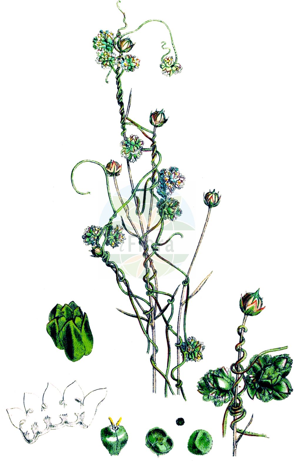 Cuscuta epilinum - Convolvulaceae,Plantae,Pteridobiotina,Angiosperms,Solanales,Convolvulaceae,Cuscuta,Cuscuta epilinum,Cuscuta aggregata, Cuscuta major, Cuscuta vulgaris, Epilinella cuscutoides,Flachs-Seide;Flachs-Teufelszwirn;Lein-Seide;flax dodder;Cuscute du lin;bourreau de lin;cuscute à fleurs serrées;rache du lin;rache à fleurs serrées;cabellos de monte;cuscuta del lino;podagra;Cuscuta strozzalino;cuscuta del lino;strozzalino;puntig fonteinkruid;vlaswarkruid;cuscuta-do-linho;льняная повилика;повилика льняная;cinsaçı;kuskuta e lirit;lanova vilina kosa;puk-törne;linsnärja;kanianka lnowa;prava predenica;lenfojtó aranka;kokotice hubilen;kukucina ľanová;повитиця льонова;ленена кукувича прежда;ленова кукувича прежда;linavõrm;linu vija;linsnyltetråd;pellavanvieras;вилина косица;ланова вилина косица;keshut happishtah;כְּשׁוּת הַפִּשְׁתָּה;lininis brantas