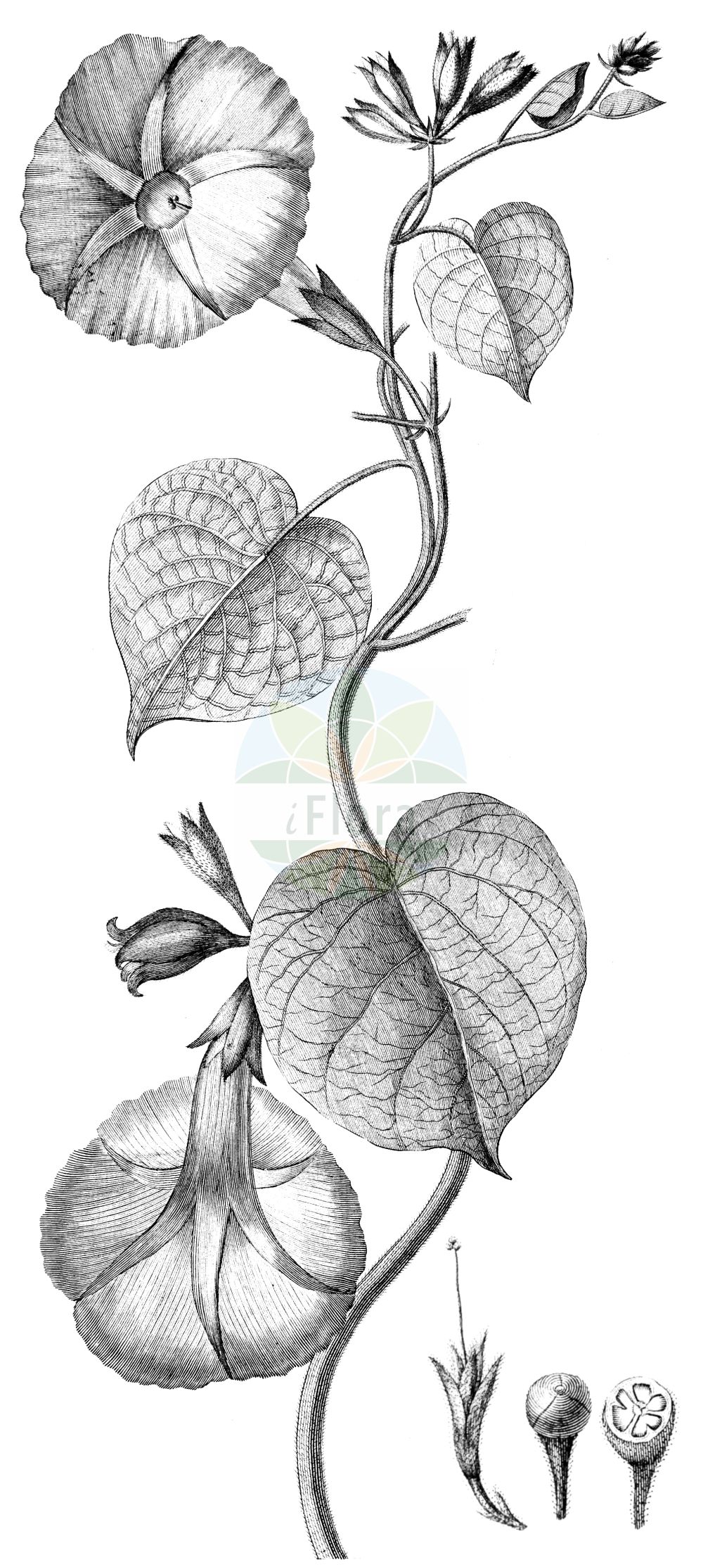 Ipomoea purpurea - Convolvulaceae,Plantae,Pteridobiotina,Angiosperms,Solanales,Convolvulaceae,Ipomoea,Ipomoea purpurea,Convolvuloides leucosperma, Convolvuloides purpurea, Convolvulus glandulifer, Convolvulus hirsutulus, Convolvulus intermedius, Convolvulus purpureus, Diatrema purpurea, Ipomoea affinis, Ipomoea chanetii, Ipomoea glandulifera, Ipomoea hirsutula, Ipomoea hispida, Ipomoea intermedia, Ipomoea mexicana, Ipomoea pilosissima, Ipomoea purpurea f. triloba, Ipomoea purpurea var. diversifolia, Ipomoea purpurea var. purpurea, Ipomoea wattii, Ipomoea zuccagnii, Pharbitis diversifolius, Pharbitis githaginea, Pharbitis hispida, Pharbitis nil var. diversifolia, Pharbitis purpurea,Purpur-Prunkwinde;Trichterwinde;Bunte Gartenwinde;Liseron pourpre;ipomée pourpre;volubilis;manto;gloria;suspiro;bejuco;correhuela anual;tortillera;trompillo;campanicas;campanillas;enredadera;Campanella turchina;campanelle turchine;dagbloem;campainha;corda-de-viola;glória-da-manhã;ипомея пурпурная;ипомея пурпуровая;кручёный паныч;кудрявые панычи;kahkaha çiçeği;gashtall;purpurvinda;wilec purpurowy;marubaasagao;マルバアサガオ;maruba-asagao;škarlatni lepi slak;kerti hajnalka;povijnice nachová;povojník purpurový;іпомея пурпурова;пурпурно грамофонче;yuán yè qiān niú;圆叶牵牛