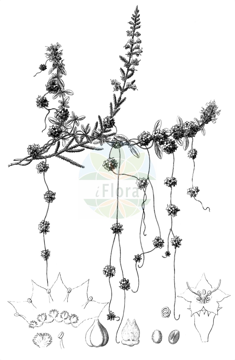 Cuscuta epithymum - Convolvulaceae,Plantae,Pteridobiotina,Angiosperms,Solanales,Convolvulaceae,Cuscuta,Cuscuta epithymum,Cuscuta europaea var. epithymum, Lepimenes epithymum,Quendel-Seide;Klee-Seide;Thymian-Seide;Gewöhnliche Quendel-Seide;dodder;clover dodder;common dodder;Cuscute du thym;Rache;cuscute du trèfle;rache du thym;rache blanche;cuscute blanche;cabello de Venus;cuscuta del treból;epitimo;barbas de capuchino;cabellos de tomillo;tiña;Cuscuta epitimo;Pittimo;cuscuta del trifoglio;cuscuta nostrana;cuscuta piccola;duivelsnaaigaren;klein warkruid;cabelos;linho-de-cuco;cabelos-de-nossa-senhora;cuscuta;enleios;linheiro;linho-de-raposa;тимьяновая повилика;клеверная повилика;повилика клеверная;повилика тимьяновая;повилика тимянная;cinsaçı;kuskuta e tërfilit;rroth;cabell;cabellets;cabellets de farigola;epìtim;tinya;vilina kosa majčine dušice;klöversnärja;ljungsnärja;lyng-silke;kanianka koniczynowa;kanianka macierzankowa;drobnocvetna predenica;kakukkfű aranka;kis aranka;kokotice jetelová;kokotice povázka;torţel;kukučina datelinová;kukučina dúšková;повитиця конюшинна;повитиця чебрецева;детелинова кукувича прежда;мащеркова кукувича прежда;обикновена кукувича прежда;liivatee-võrm;ristikuvõrm;āboliņa vija;mārsilu vija;kløversniketråd;timiansnyltetråd;nurmivieras;вилина косица;дјетелинска вилина косица;обична вилина косица;keshut hakkoranit;כְּשׁוּת הַקּוֹרָנִית;dobilinis brantas;smulkusis brantas