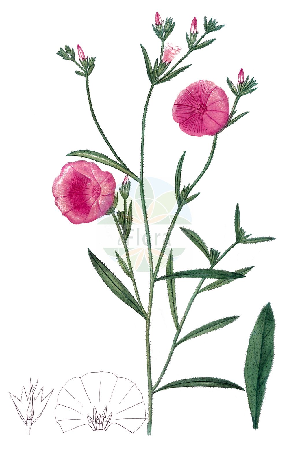 Convolvulus cantabrica - Convolvulaceae,Plantae,Pteridobiotina,Angiosperms,Solanales,Convolvulaceae,Convolvulus,Convolvulus cantabrica,Convolvulus cantaber, Convolvulus cantabrica var. terrestris, Convolvulus cardiosepalus, Convolvulus euxinus, Convolvulus leptosepalus, Convolvulus linearifolius, Convolvulus linearis, Convolvulus longipilis, Convolvulus terminalis, Convolvulus terrestris, Convolvulus villiflorus, Nemostima cantabrica,Kantabrische Winde;herbe de Biscaye;liseron cantabrique;liseron de Biscaye;liseron des Monts Cantabres;campanilla montañesa;convólvulo;corregüela montañesa;convolvolo cantabrico;vilucchio bichierino;вьюнок кантабрийский;çadırçiçeği;dredhje;corretjola cantàbrica;ružičasti slak;primorski slak;borzas szulák;березка кантабрійська;кантабрийска поветица;chavalbal italki;חֲבַלְבַּל אִיטַלְקִי