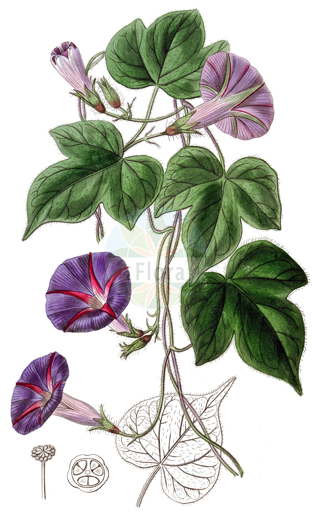 Ipomoea purpurea - Convolvulaceae,Plantae,Pteridobiotina,Angiosperms,Solanales,Convolvulaceae,Ipomoea,Ipomoea purpurea,Convolvuloides leucosperma, Convolvuloides purpurea, Convolvulus glandulifer, Convolvulus hirsutulus, Convolvulus intermedius, Convolvulus purpureus, Diatrema purpurea, Ipomoea affinis, Ipomoea chanetii, Ipomoea glandulifera, Ipomoea hirsutula, Ipomoea hispida, Ipomoea intermedia, Ipomoea mexicana, Ipomoea pilosissima, Ipomoea purpurea f. triloba, Ipomoea purpurea var. diversifolia, Ipomoea purpurea var. purpurea, Ipomoea wattii, Ipomoea zuccagnii, Pharbitis diversifolius, Pharbitis githaginea, Pharbitis hispida, Pharbitis nil var. diversifolia, Pharbitis purpurea,Purpur-Prunkwinde;Trichterwinde;Bunte Gartenwinde;Liseron pourpre;ipomée pourpre;volubilis;manto;gloria;suspiro;bejuco;correhuela anual;tortillera;trompillo;campanicas;campanillas;enredadera;Campanella turchina;campanelle turchine;dagbloem;campainha;corda-de-viola;glória-da-manhã;ипомея пурпурная;ипомея пурпуровая;кручёный паныч;кудрявые панычи;kahkaha çiçeği;gashtall;purpurvinda;wilec purpurowy;marubaasagao;マルバアサガオ;maruba-asagao;škarlatni lepi slak;kerti hajnalka;povijnice nachová;povojník purpurový;іпомея пурпурова;пурпурно грамофонче;yuán yè qiān niú;圆叶牵牛