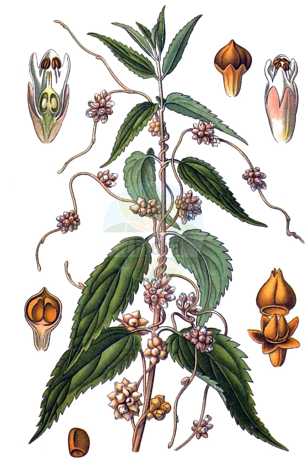 Cuscuta epilinum - Convolvulaceae,Plantae,Pteridobiotina,Angiosperms,Solanales,Convolvulaceae,Cuscuta,Cuscuta epilinum,Cuscuta aggregata, Cuscuta major, Cuscuta vulgaris, Epilinella cuscutoides,Flachs-Seide;Flachs-Teufelszwirn;Lein-Seide;flax dodder;Cuscute du lin;bourreau de lin;cuscute à fleurs serrées;rache du lin;rache à fleurs serrées;cabellos de monte;cuscuta del lino;podagra;Cuscuta strozzalino;cuscuta del lino;strozzalino;puntig fonteinkruid;vlaswarkruid;cuscuta-do-linho;льняная повилика;повилика льняная;cinsaçı;kuskuta e lirit;lanova vilina kosa;puk-törne;linsnärja;kanianka lnowa;prava predenica;lenfojtó aranka;kokotice hubilen;kukucina ľanová;повитиця льонова;ленена кукувича прежда;ленова кукувича прежда;linavõrm;linu vija;linsnyltetråd;pellavanvieras;вилина косица;ланова вилина косица;keshut happishtah;כְּשׁוּת הַפִּשְׁתָּה;lininis brantas