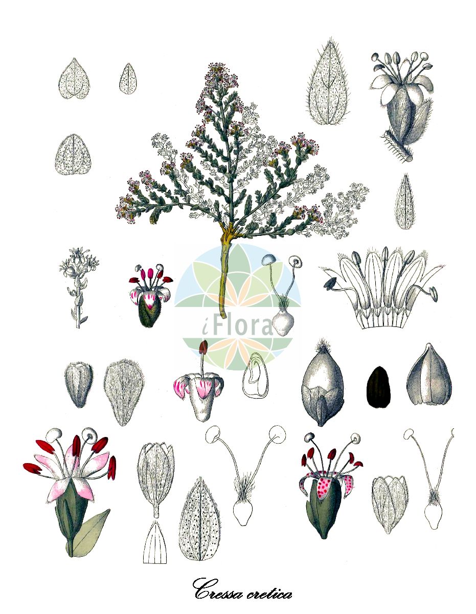 Cressa cretica - Convolvulaceae,Plantae,Pteridobiotina,Angiosperms,Solanales,Convolvulaceae,Cressa,Cressa cretica,Cressa ballii, Cressa humifusa, Cressa indica, Cressa intermedia, Cressa microphylla, Cressa monosperma, Cressa villosa,Kreta-Strandkresse;cressa de Crète;cressa;кресса критская;reçine çiçeği;cresë;shmangë me lythe;дрипавка зацинтова;креса;arar kereti;עָרָר כְּרֵתִי