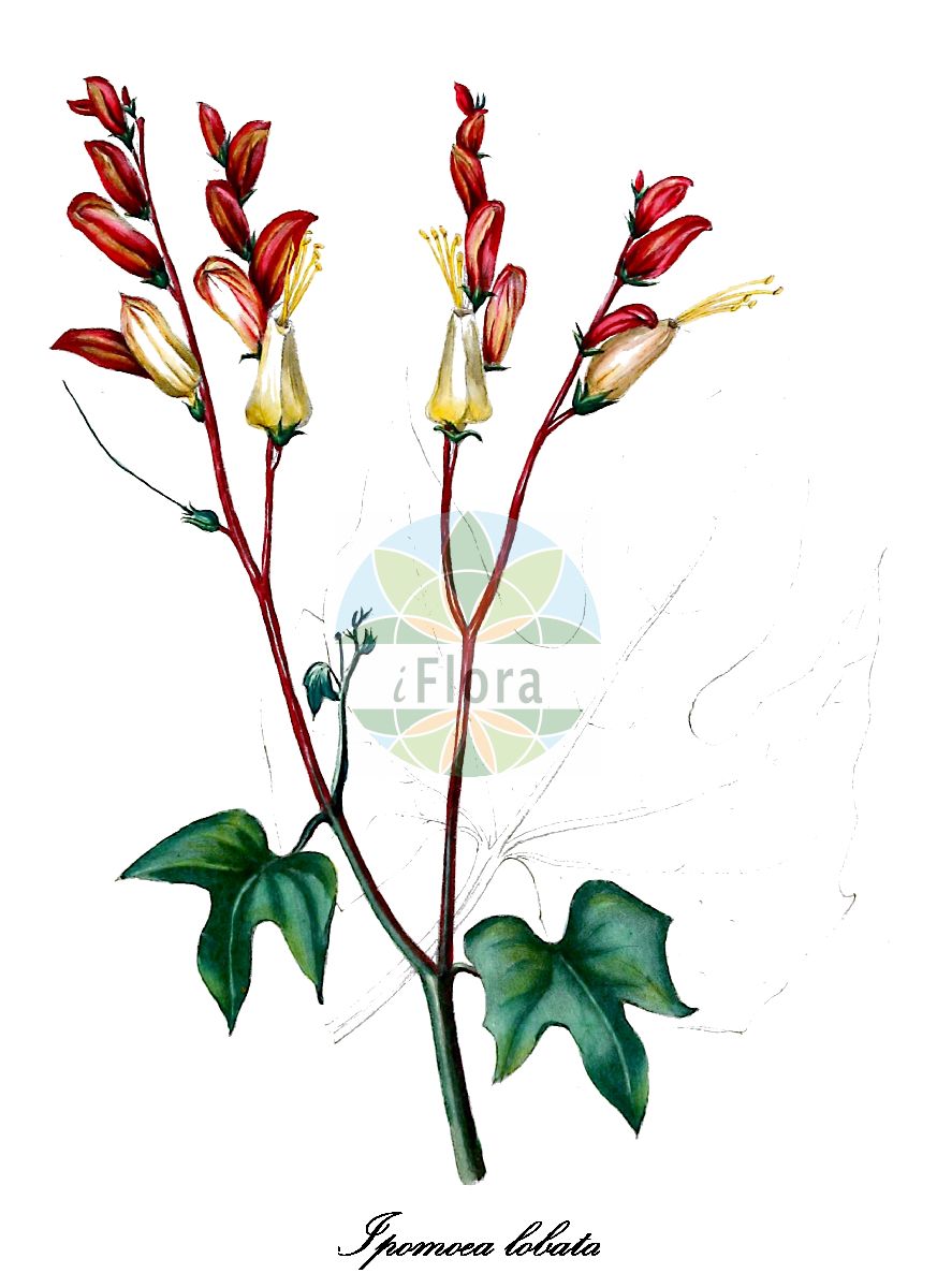 Ipomoea lobata - Convolvulaceae,Plantae,Pteridobiotina,Angiosperms,Solanales,Convolvulaceae,Ipomoea,Ipomoea lobata,Convolvulus mina, Ipomoea mina, Ipomoea versicolor, Mina cordata, Mina lobata, Quamoclit lobata, Quamoclit mina, Quamoclit pallescens,Gelappte Prunkwinde