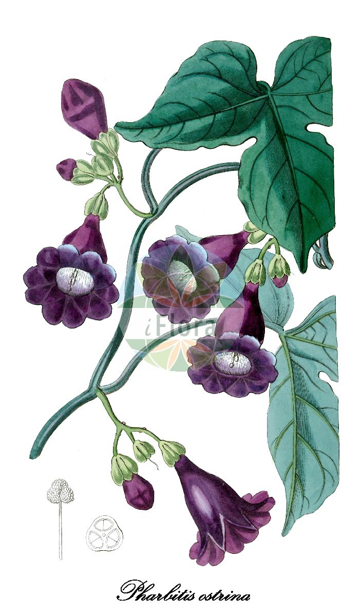 Pharbitis ostrina - Convolvulaceae