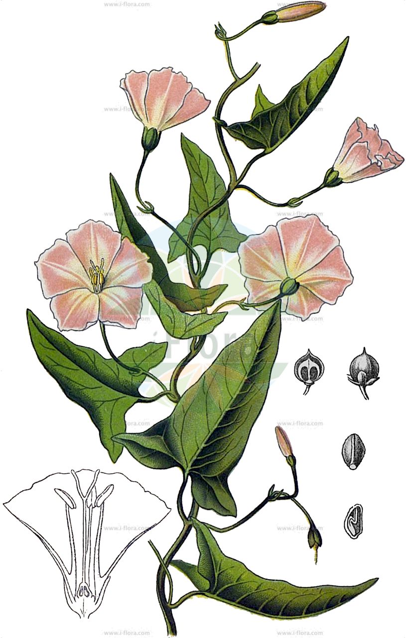 Convolvulus arvensis - Convolvulaceae,Plantae,Pteridobiotina,Angiosperms,Solanales,Convolvulaceae,Convolvulus,Convolvulus arvensis,Convolvulus ambigens, Convolvulus arvensis f. arvensis, Convolvulus arvensis f. decarrhabdotus, Convolvulus arvensis f. decemvulnerus, Convolvulus arvensis f. notatus, Convolvulus arvensis f. pallidinotatus, Convolvulus arvensis f. pallidiroseus, Convolvulus arvensis f. pentarrhabdotus, Convolvulus arvensis f. pentastictus, Convolvulus arvensis f. perroseus, Convolvulus arvensis f. quinquevulnerus, Convolvulus arvensis subsp. crispatus, Convolvulus arvensis var. angustatus, Convolvulus arvensis var. crassifolius, Convolvulus arvensis var. hastulatus, Convolvulus arvensis var. linearifolius, Convolvulus arvensis var. parvifolius, Convolvulus arvensis var. sagittatus, Convolvulus arvensis var. sagittifolius, Convolvulus arvensis var. villosus, Convolvulus auriculatus, Convolvulus cherleri, Convolvulus cirrhosus, Convolvulus corsicus, Convolvulus europaeus, Convolvulus hastifolius, Convolvulus incanus var. glabratus, Convolvulus mahur, Convolvulus minor, Convolvulus quinquelobus, Convolvulus segobricencis, Pantocsekia illyrica, Strophocaulos arvensis,Acker-Winde;field bindweed;gray bindweed;cornbine;field morning glory;possession vine;small bindweed;Liseron des champs;petit liseron;petite campanette;vrillée;campanicas campanilla;enredadera europea;correhuela;garratilla;corruvilla;corretjola;campanicas;campanillas;corregüela;correguela menor;correhuela menor;Vilucchio comune;vilucchio dei campi;convolvolo campestre;erba leporina;convolvolo comune;akkerwinde;winde;corriola;verdishela;azuraque;bons-dias;corriola-campestre;corriola-mansa;engatateira;erva-garriola;estende-braços;garriola;madrugadas;trepa-trepa;verdeselha;verdezelha;verdisela;verdiselha;zuraque;вьюнок полевой;tarlasarmaşığı;dredhja e arës;dredhje;corretjola;corretjola comuna;poljski slak;åkervinda;agersnerle;powój polny;seiyô-hirugao;セイヨヒルクァオ;セイヨウヒルガオ;njivski slak;apró szulák;folyondárszulák;svlačec rolní;volbură;pupenec roľný;березка польова;полска поветица;полска повитица;harilik kassitapp;tīrumu tītenis;åkervindel;peltokierto;њивски попопац;обични слак;слатковина;chavalbal hassadeh;חֲבַלְבַּל הַשָּׂדֶה;leblieba tar-raba;dirvinis vijoklis;περιπλοκάδα;tián xuán huā;田旋花